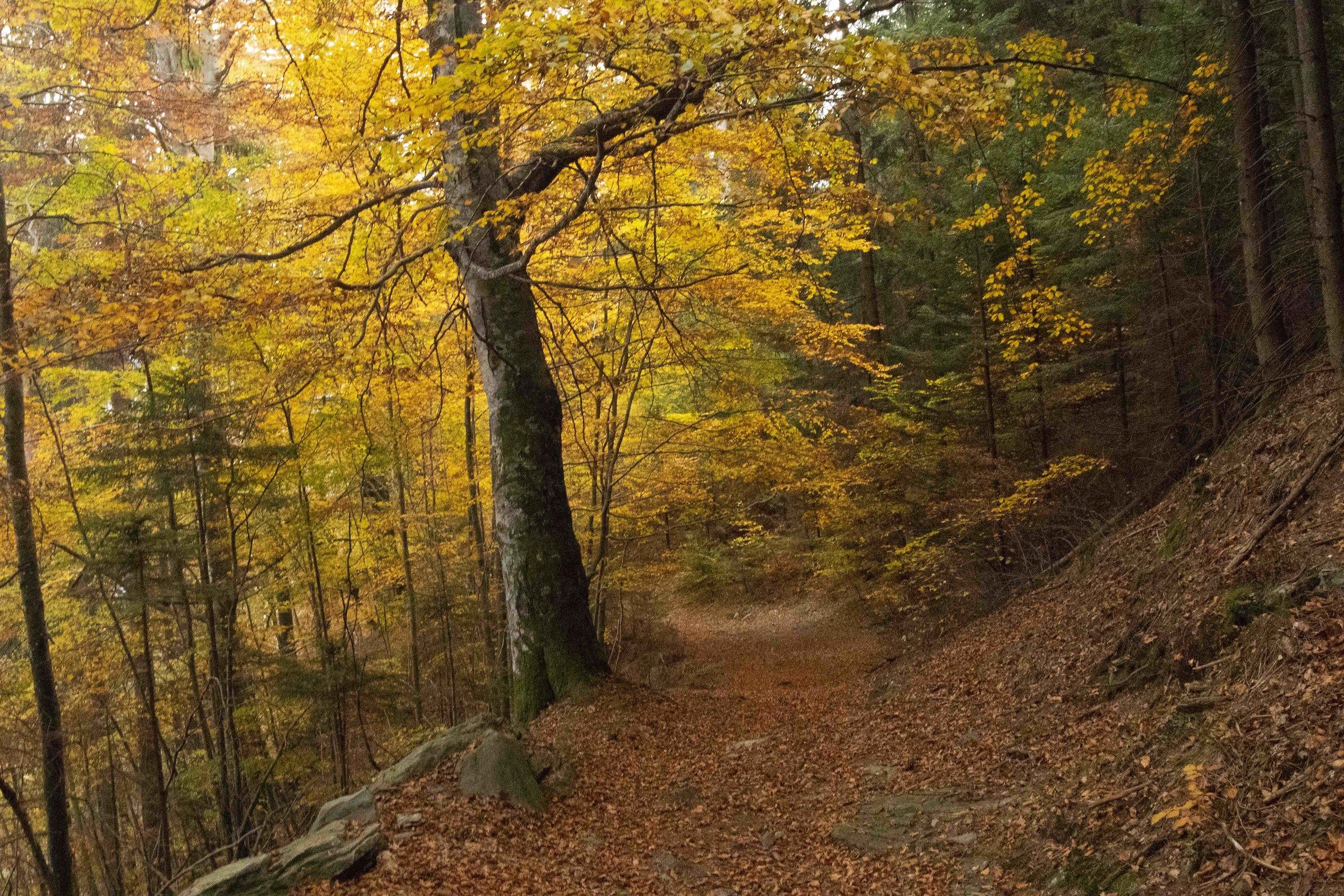 Autumn in the mountains