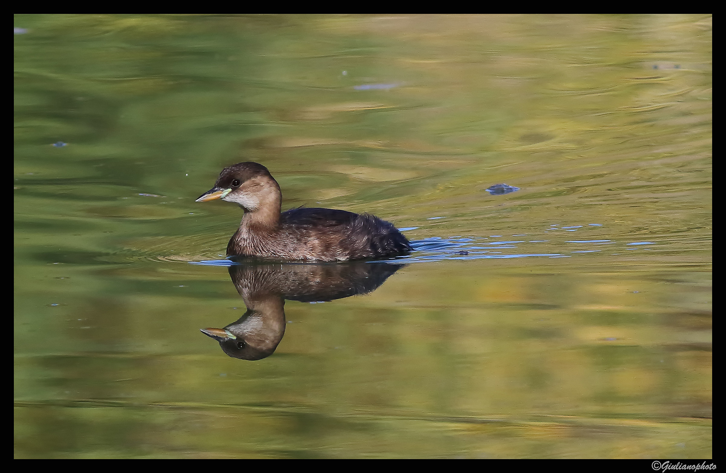 Little Grebe