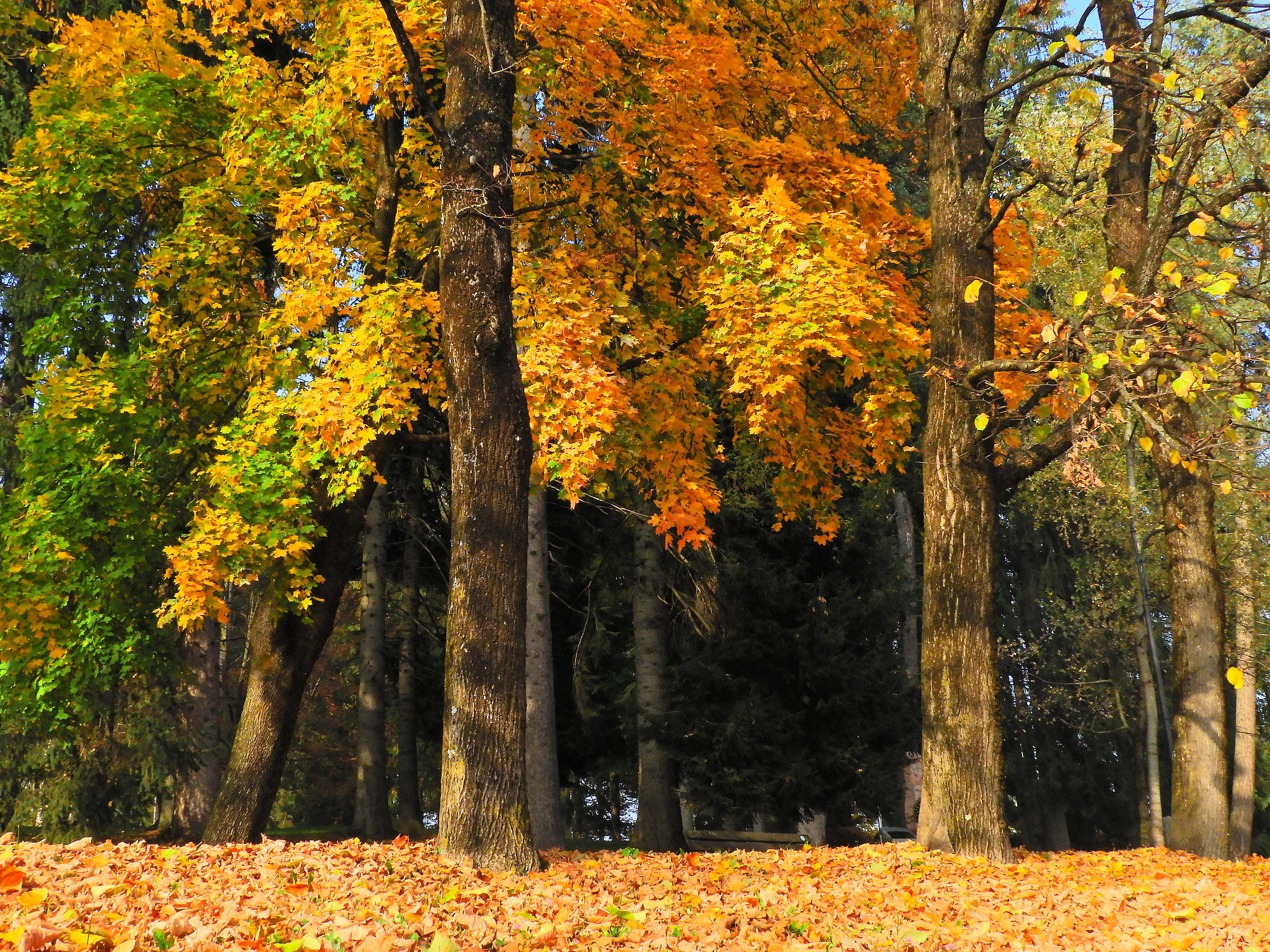 Caldo colore autunnale