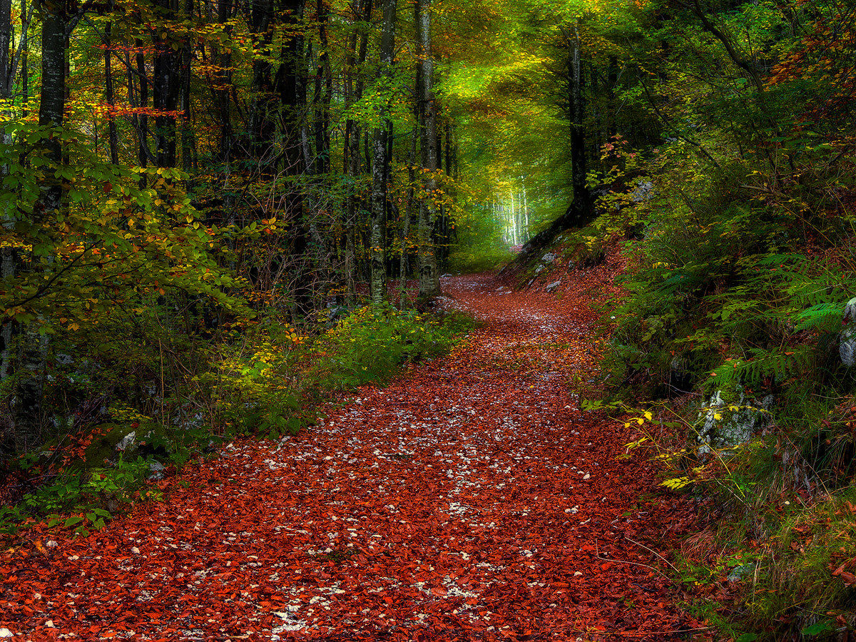 Passeggiando nel bosco
