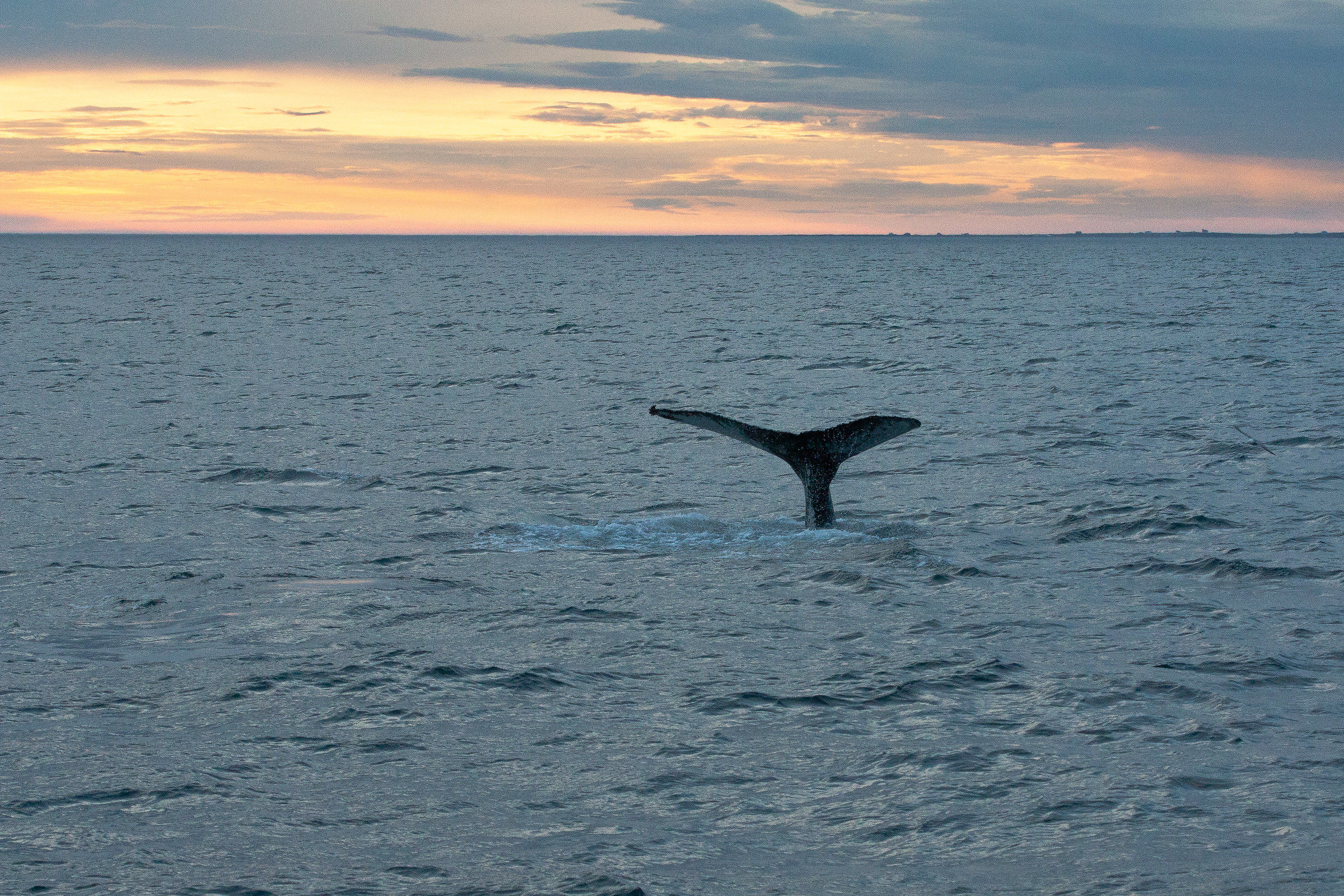 whale watching - Mar di Groenlandia