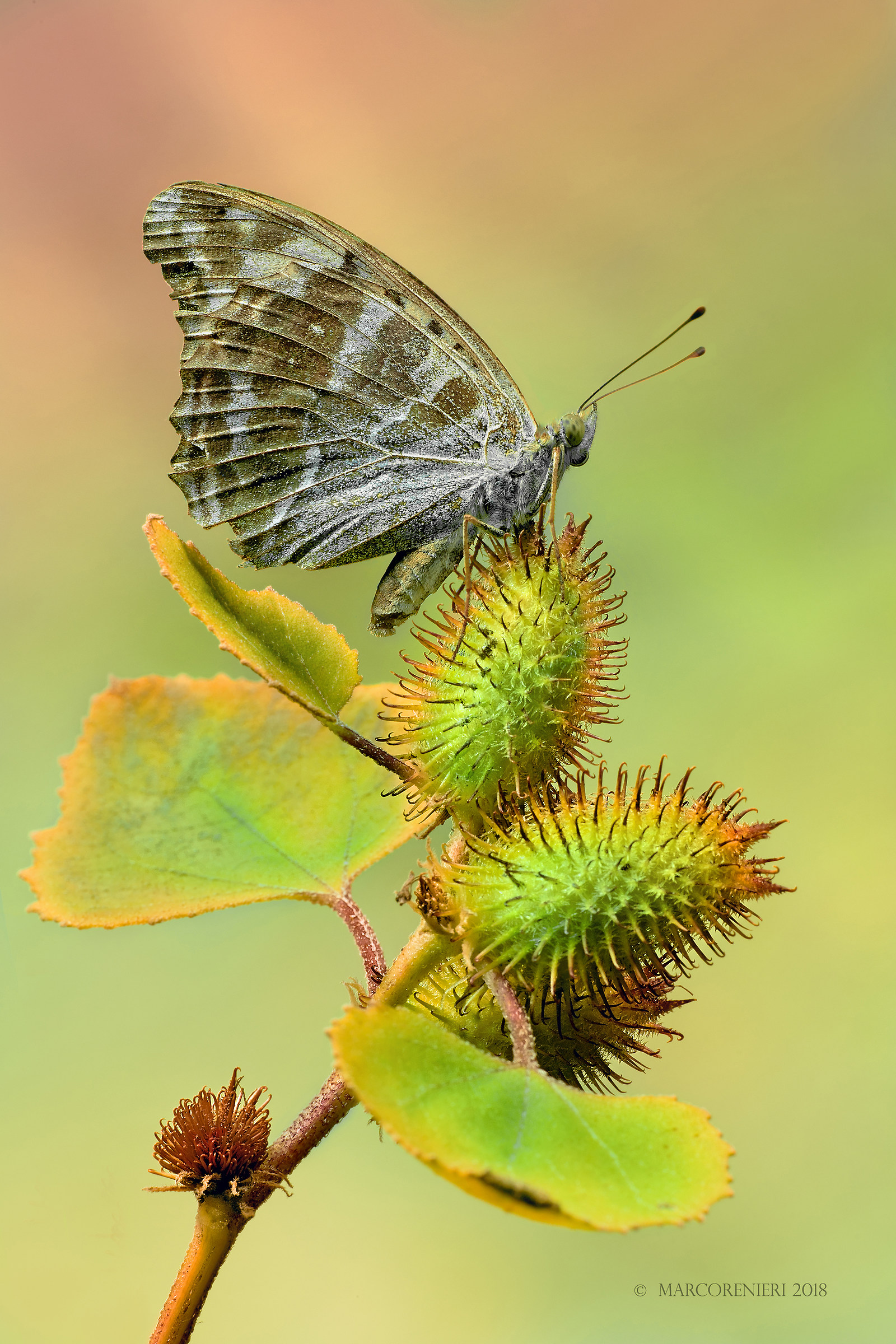 Argynnis pandora