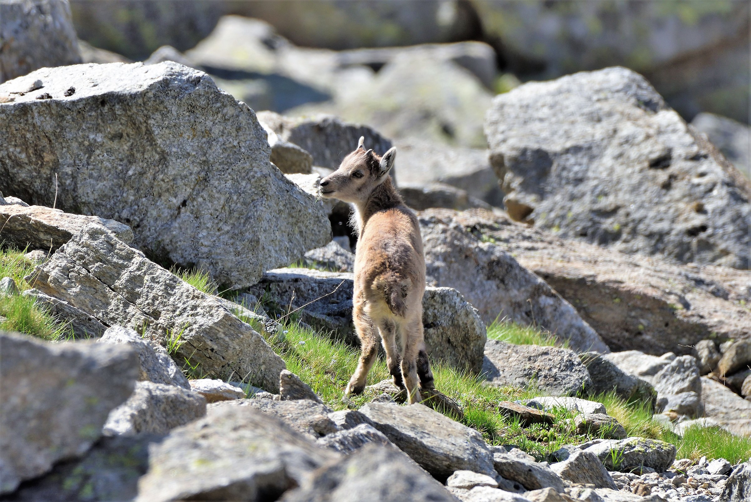 Small Ibex