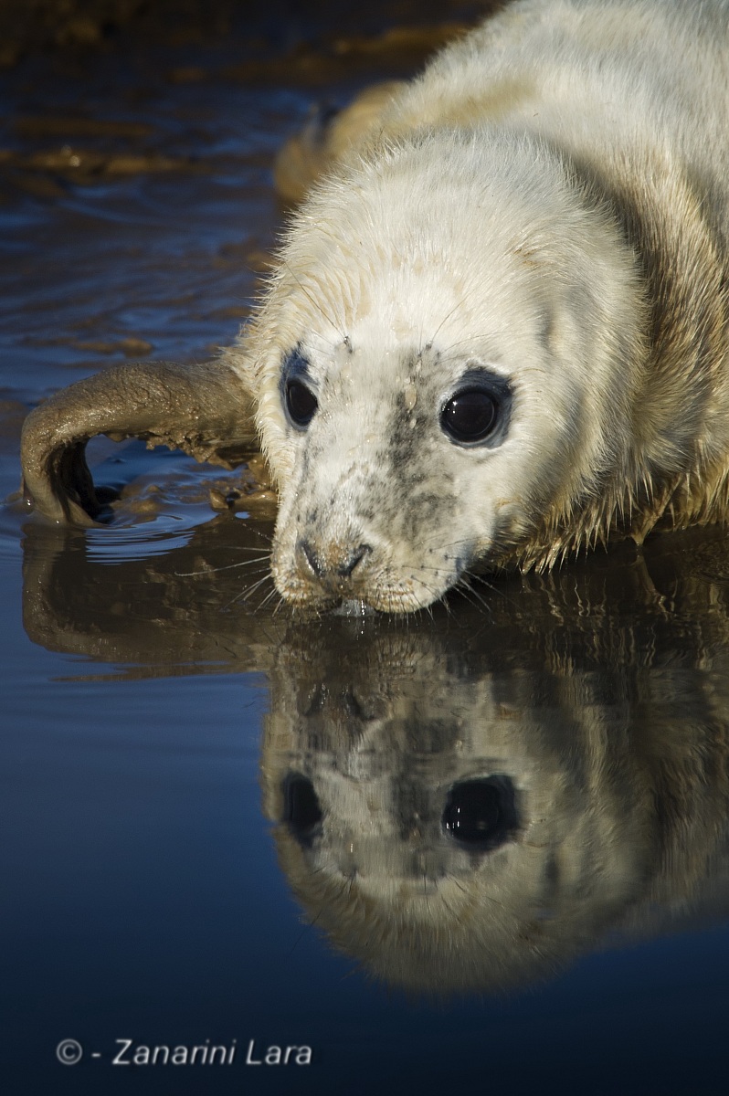 Riflessi d'innocenza