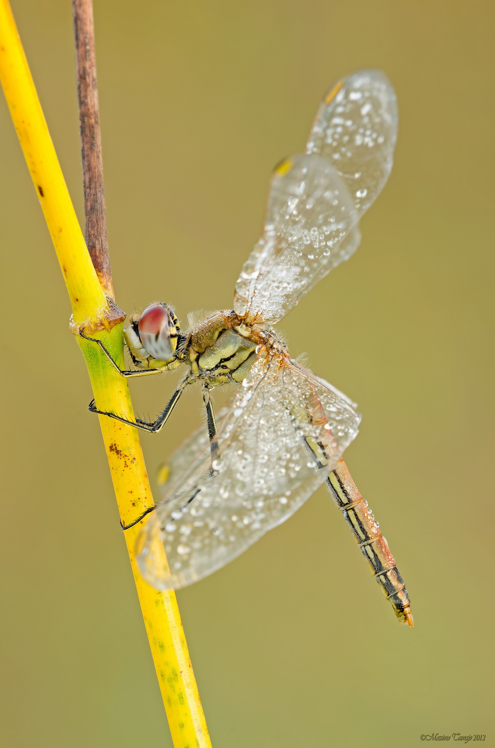 Sympetrum fonscolombii