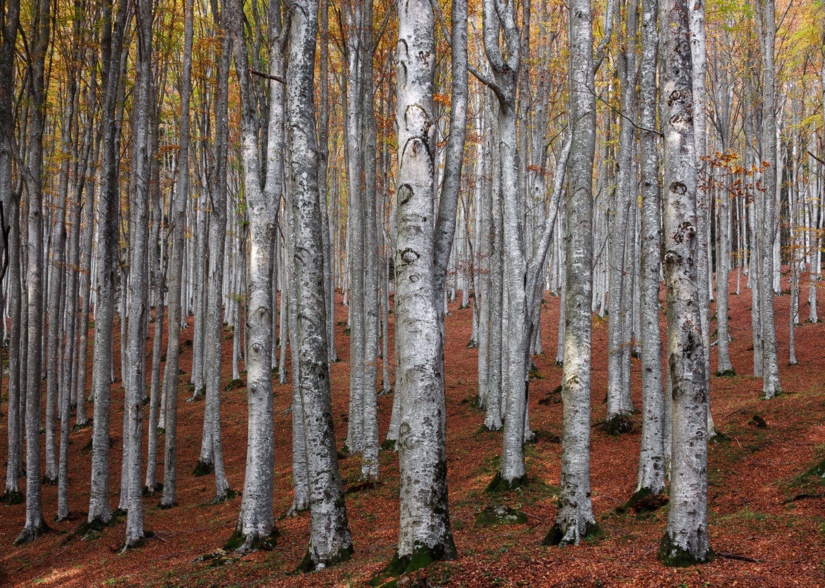 Il popolo della foresta ...