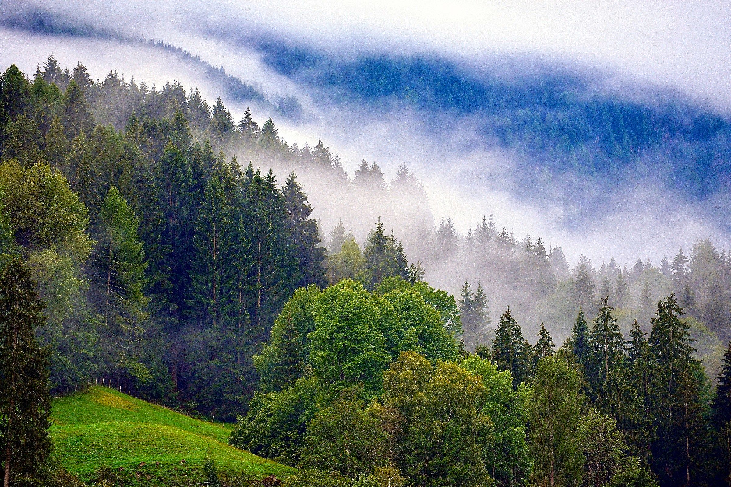 Mists at dawn on the woods of the Drava Valley