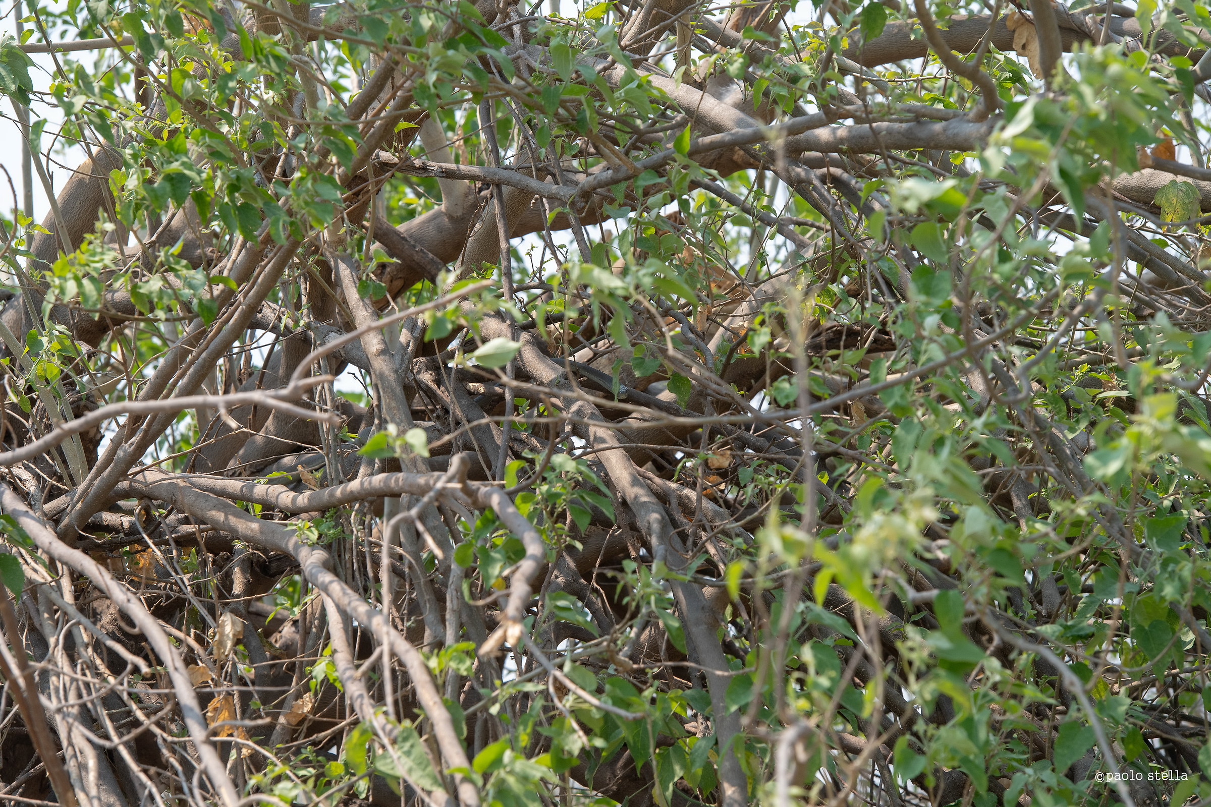 Black Mamba: Treasure hunt!