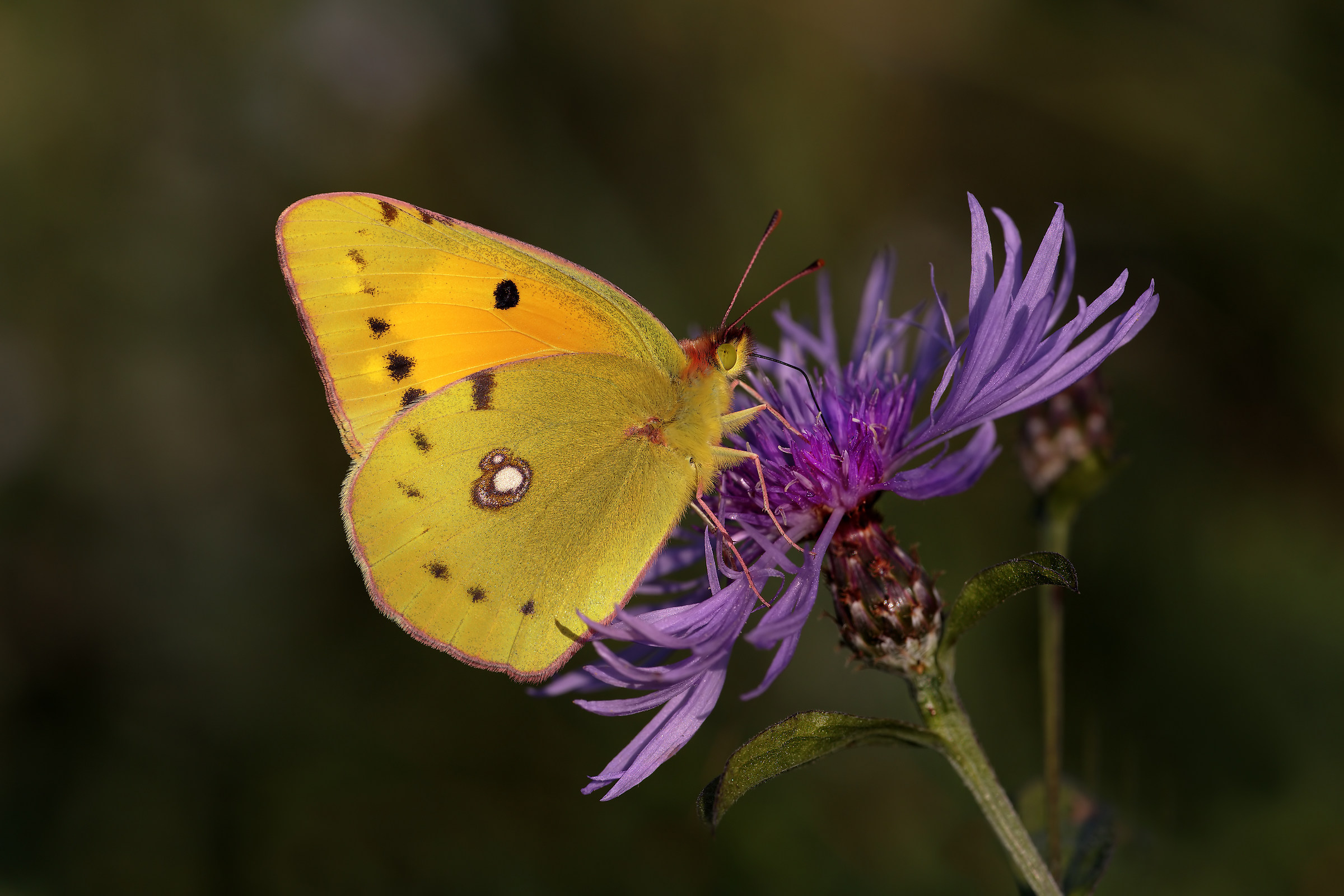 Colias Crocea