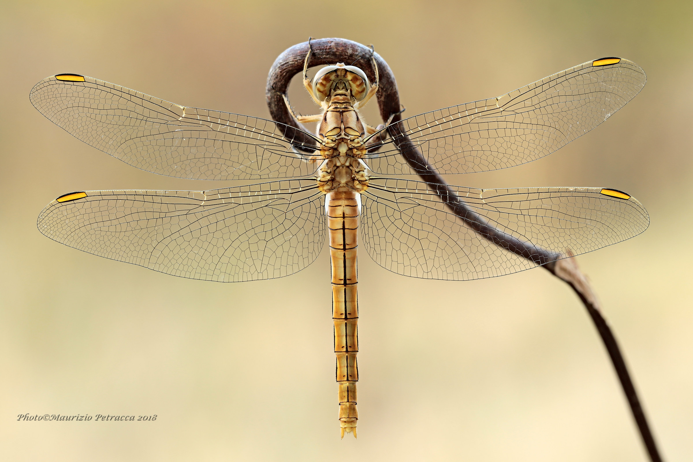 Parallelism of a Dragonfly