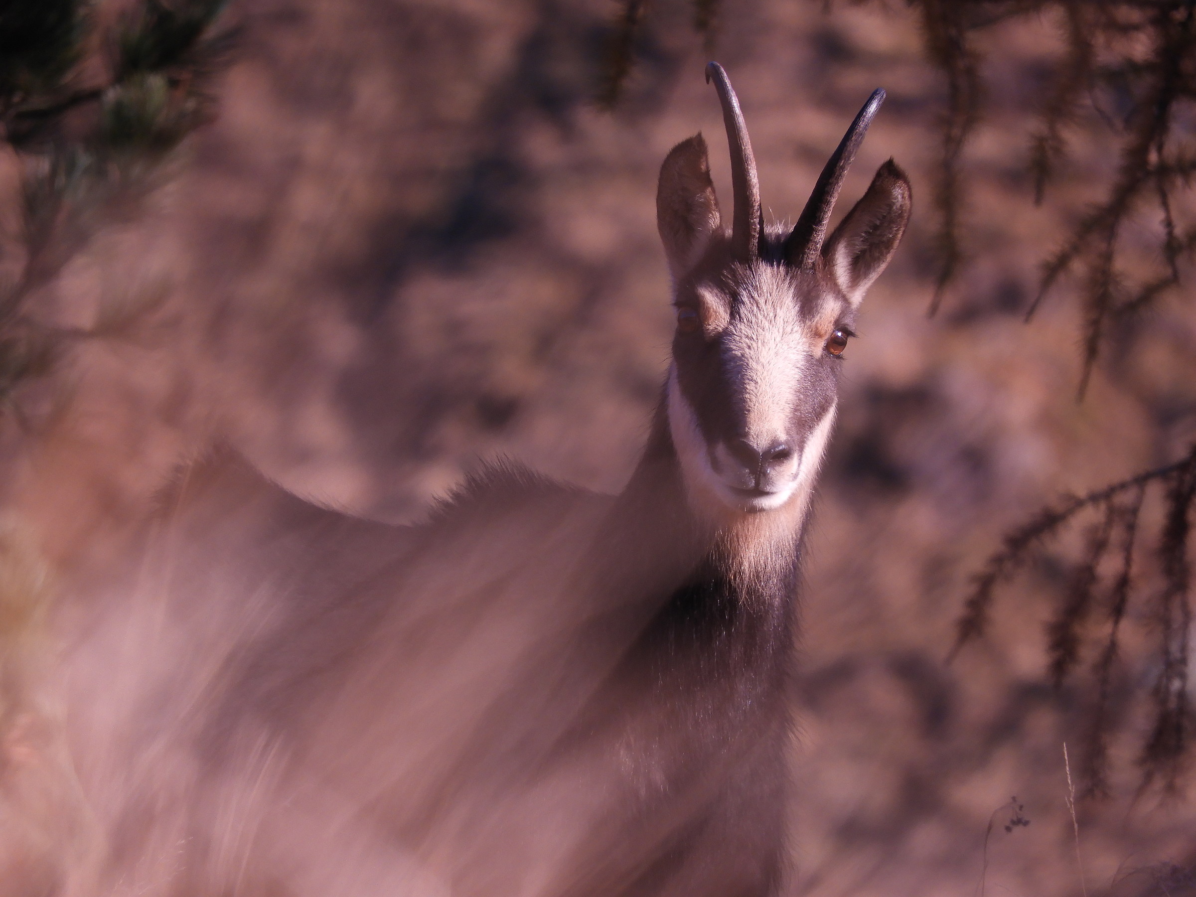 Suede in the early morning, meeting at about 15m