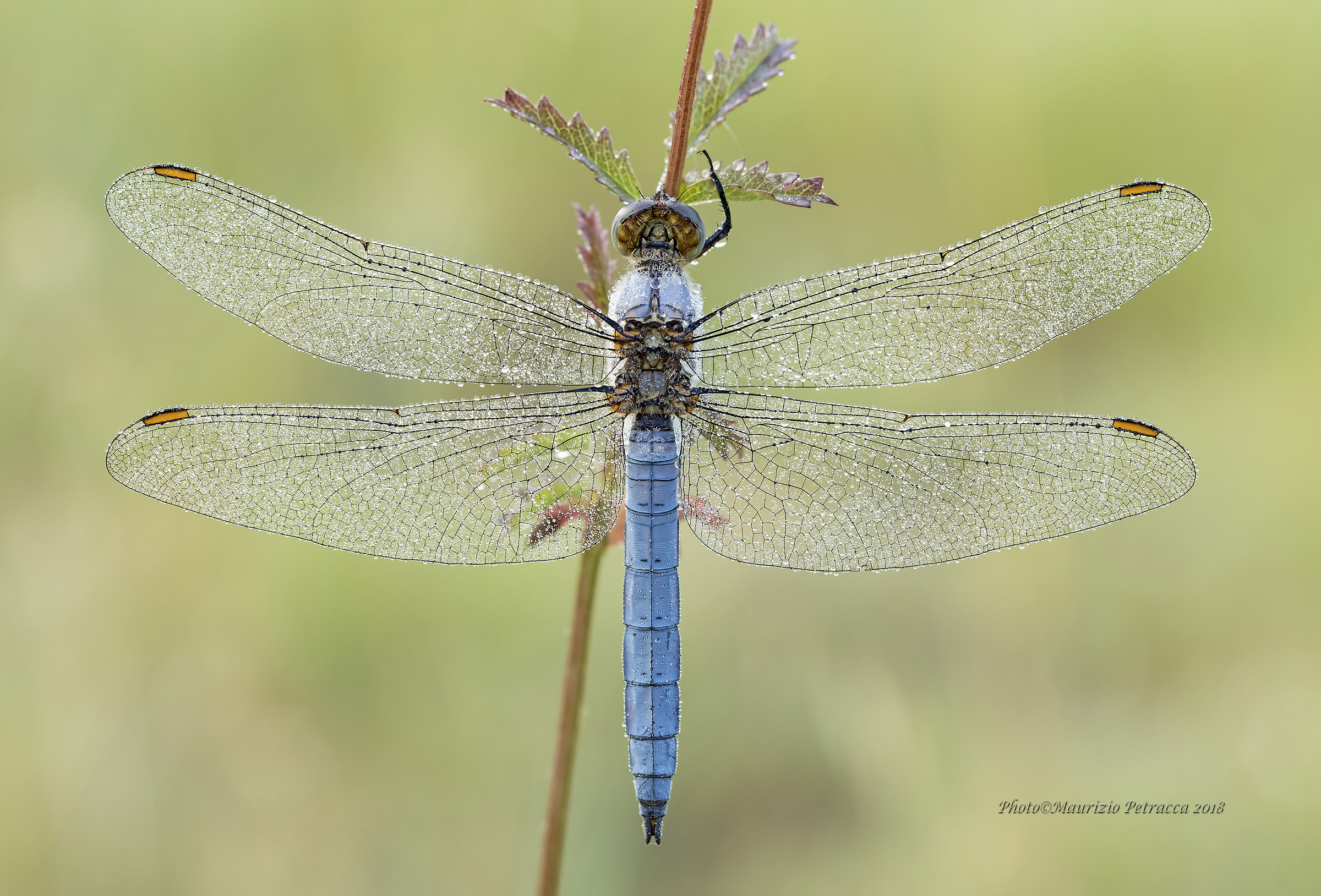 Orthetrum cancellatum