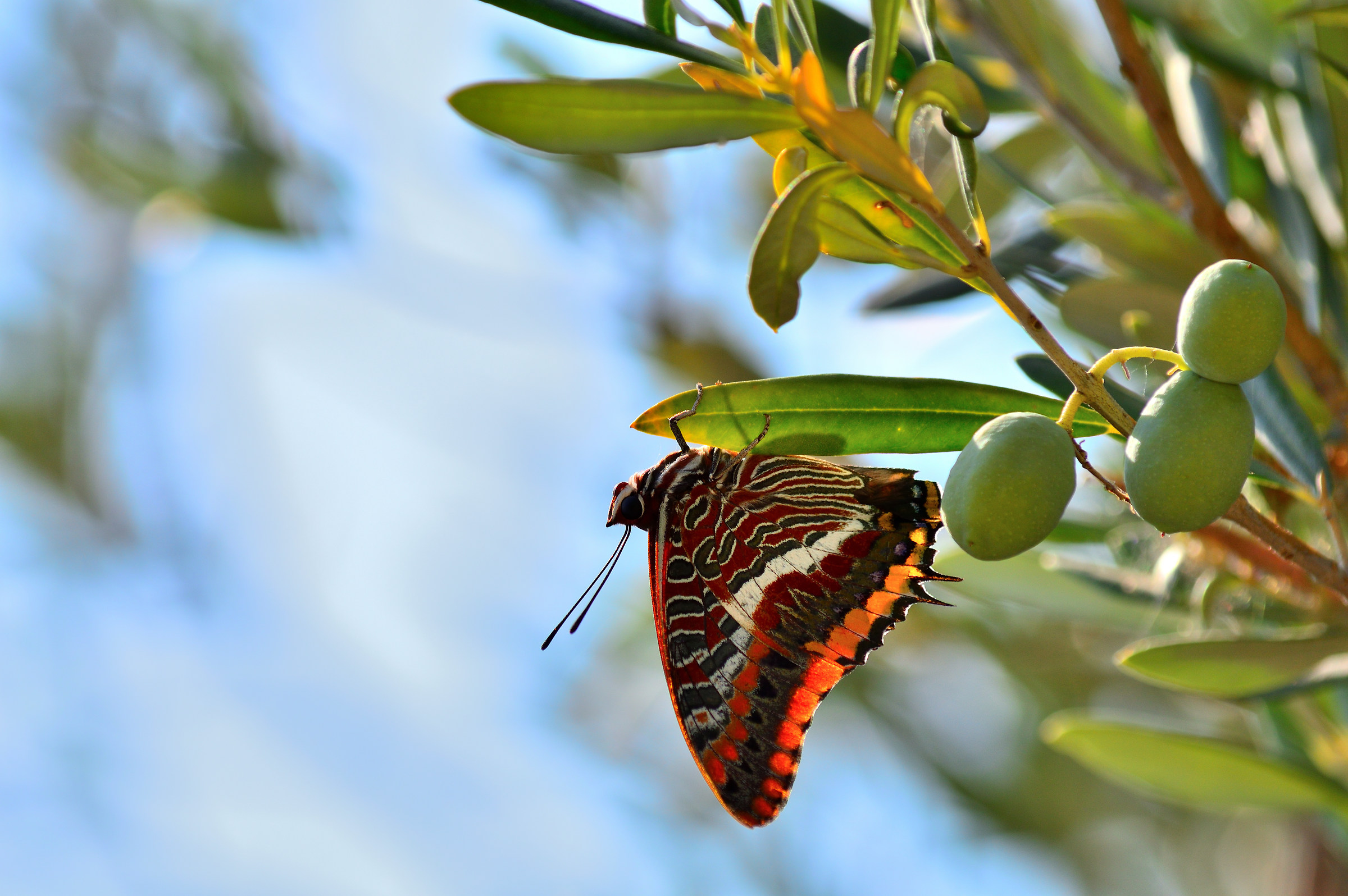 Strawberry Tree's Nymph