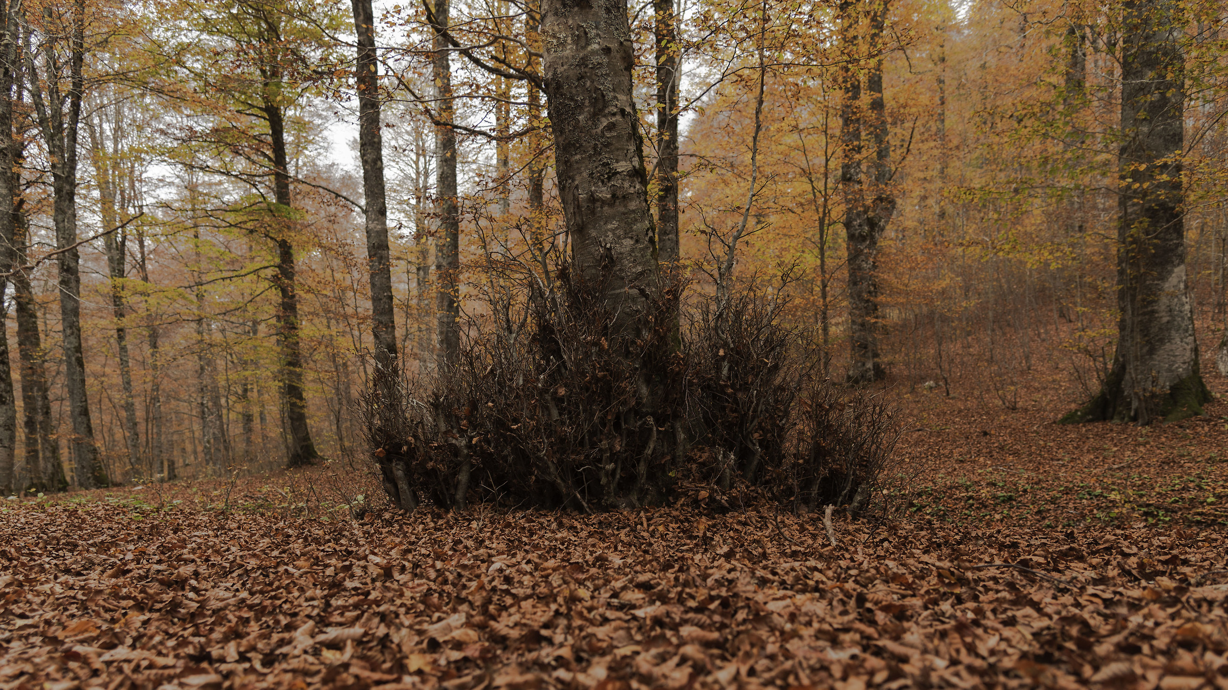 Bosco di fine ottobre