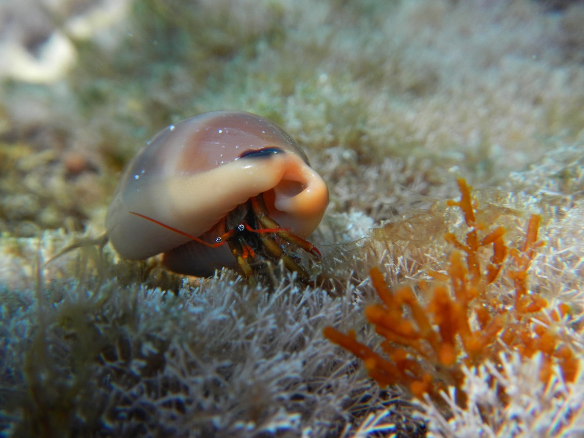 Clibanarius erythropus in Cypraea lurida