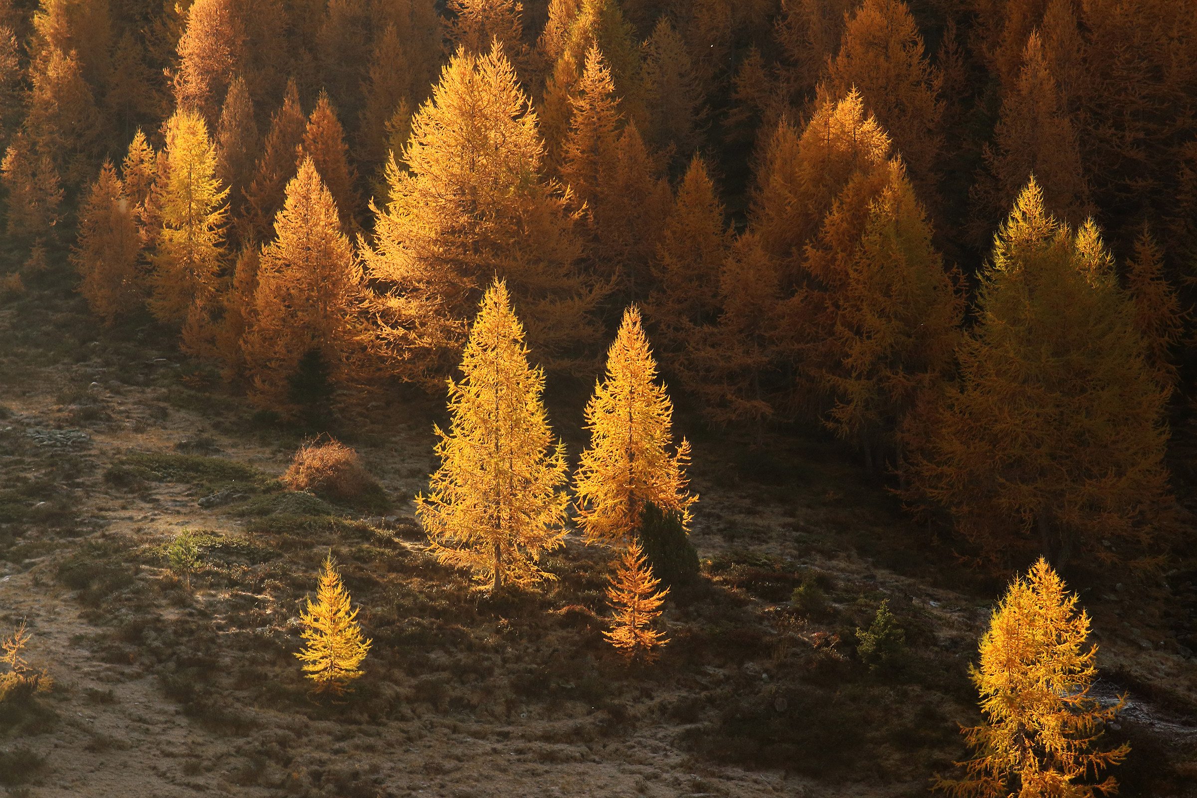 "Golden" larches