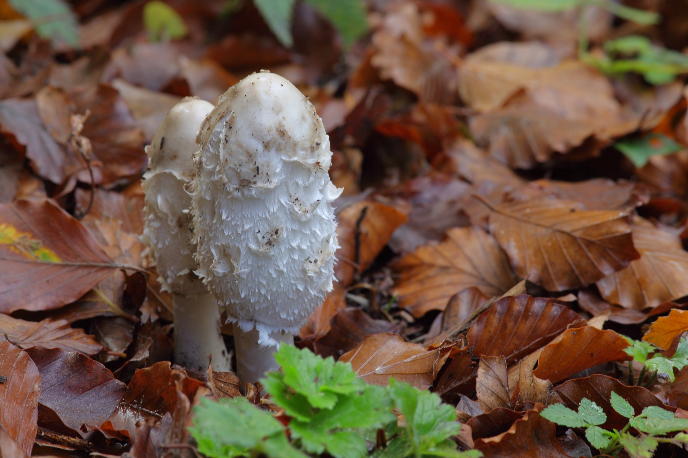 coprinus comatus  (fungo dell'inchiostro)