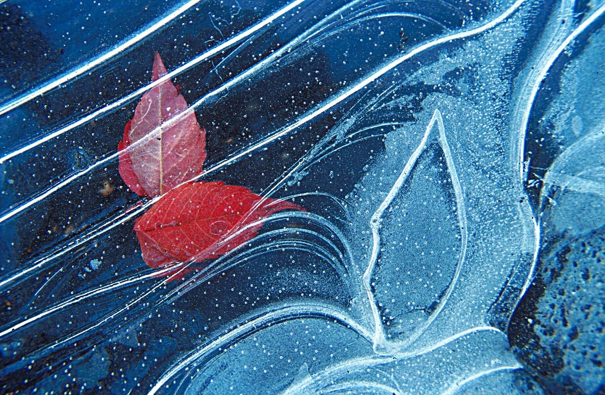 Leaves in ice 1