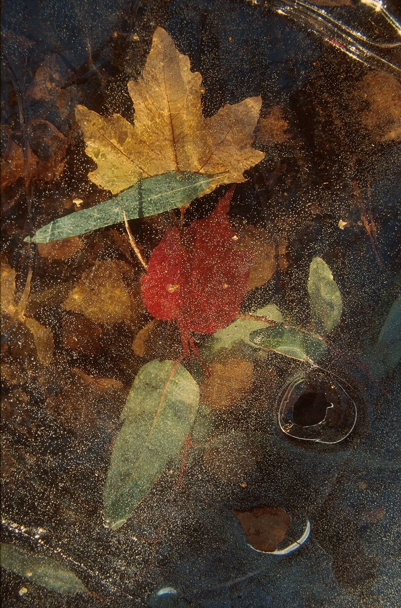 Foglie nel ghiaccio 2