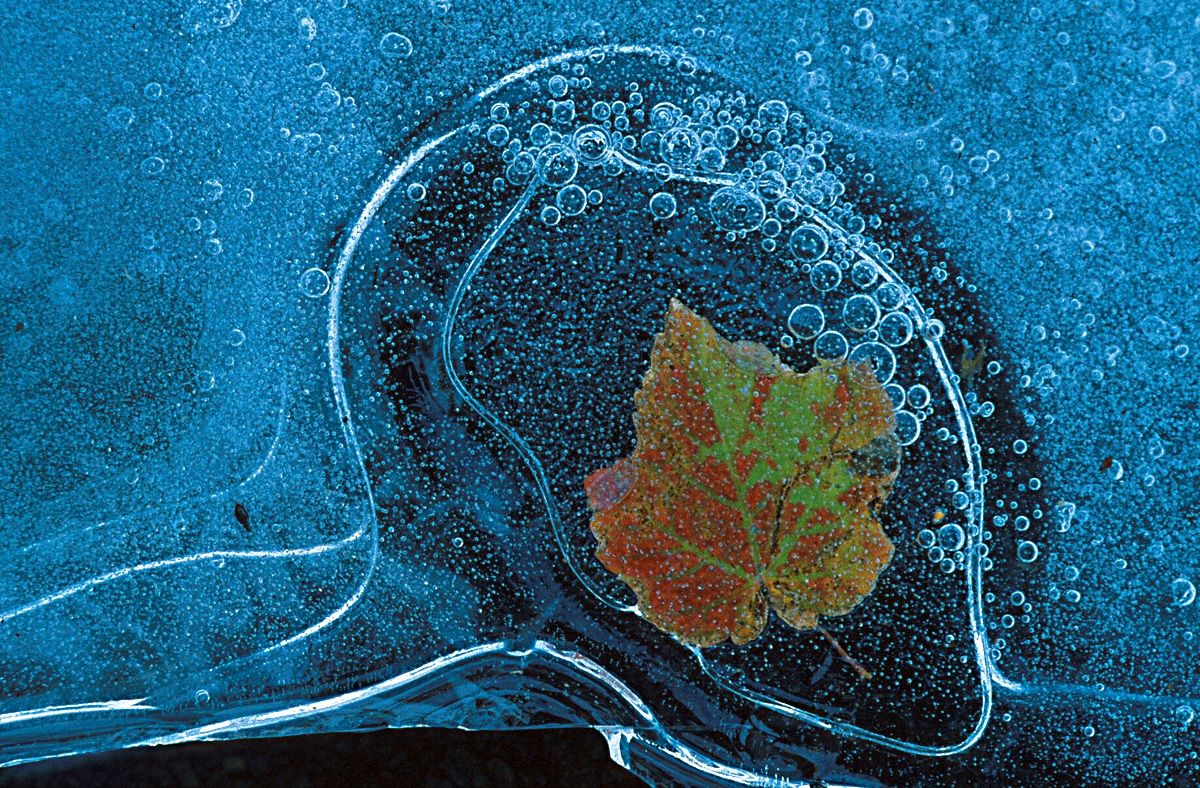 Foglie nel ghiaccio 3