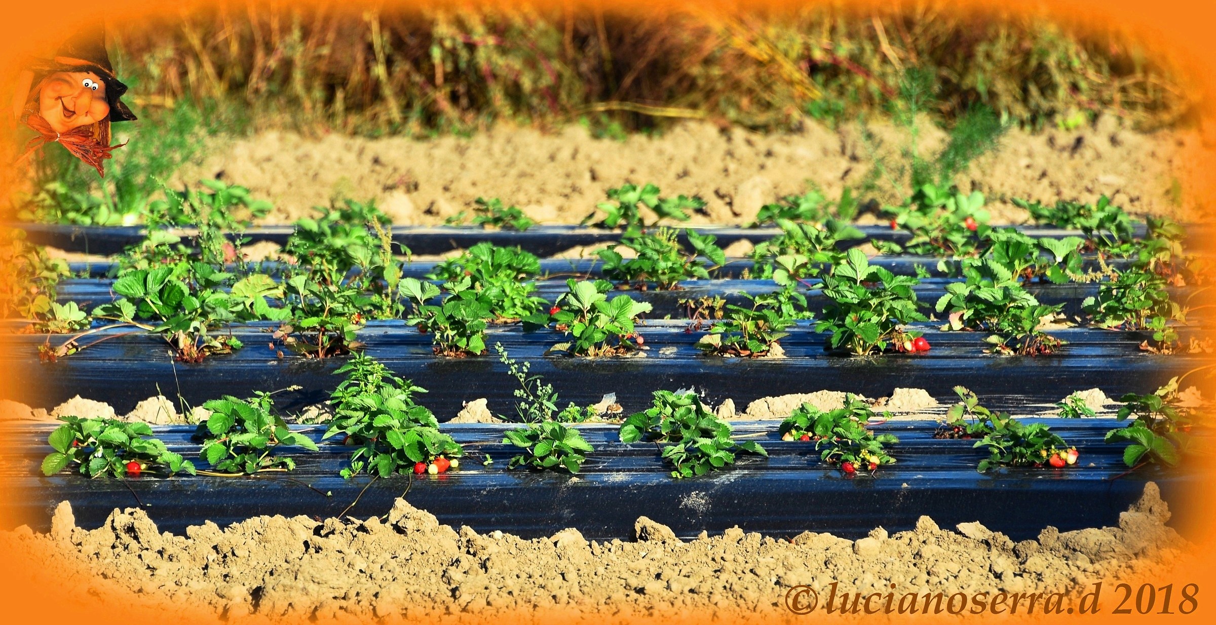 The strawberries... of Halloween...