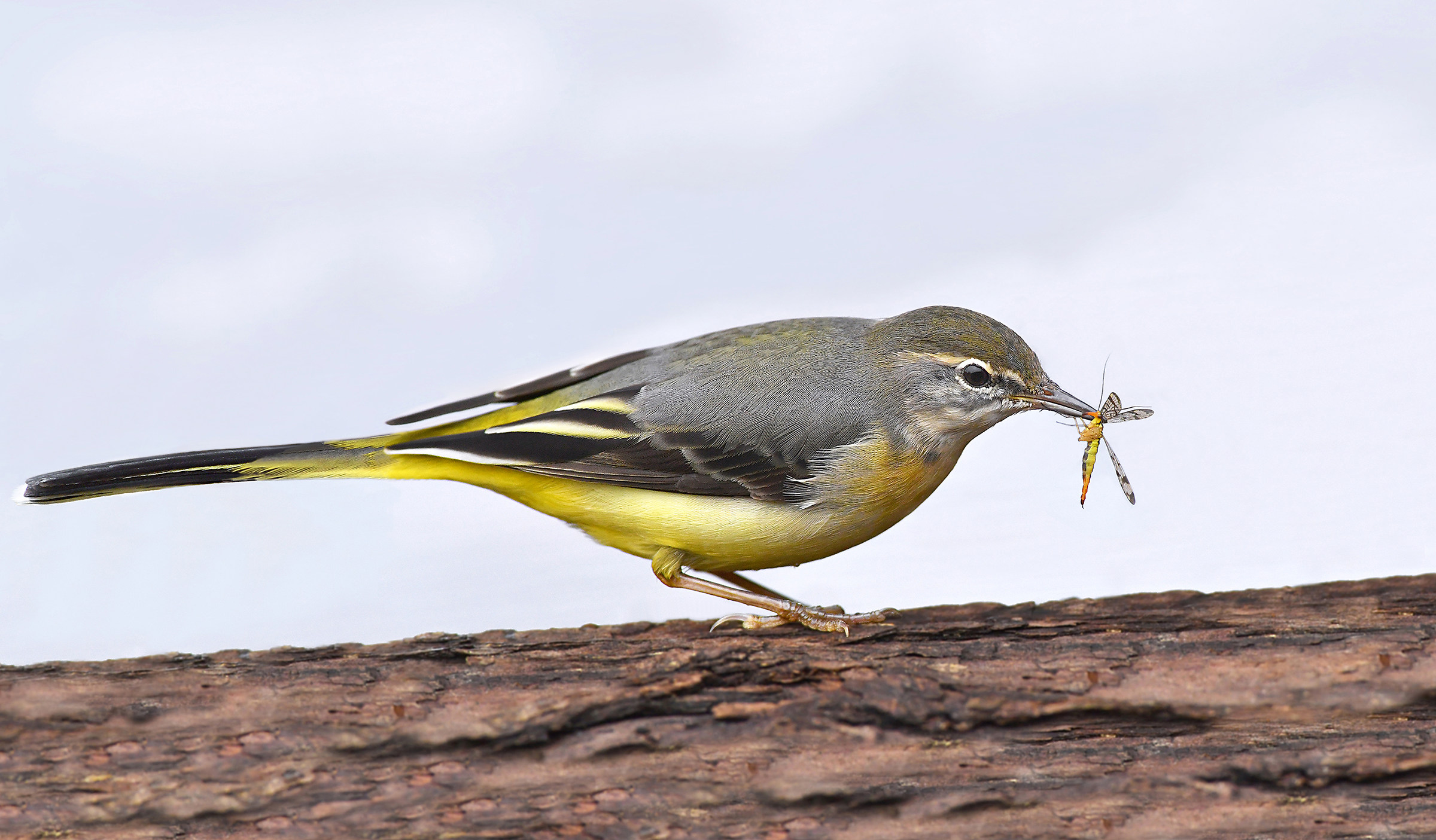 La Ballerina e la mosca scorpione  (Ballerina gialla)
