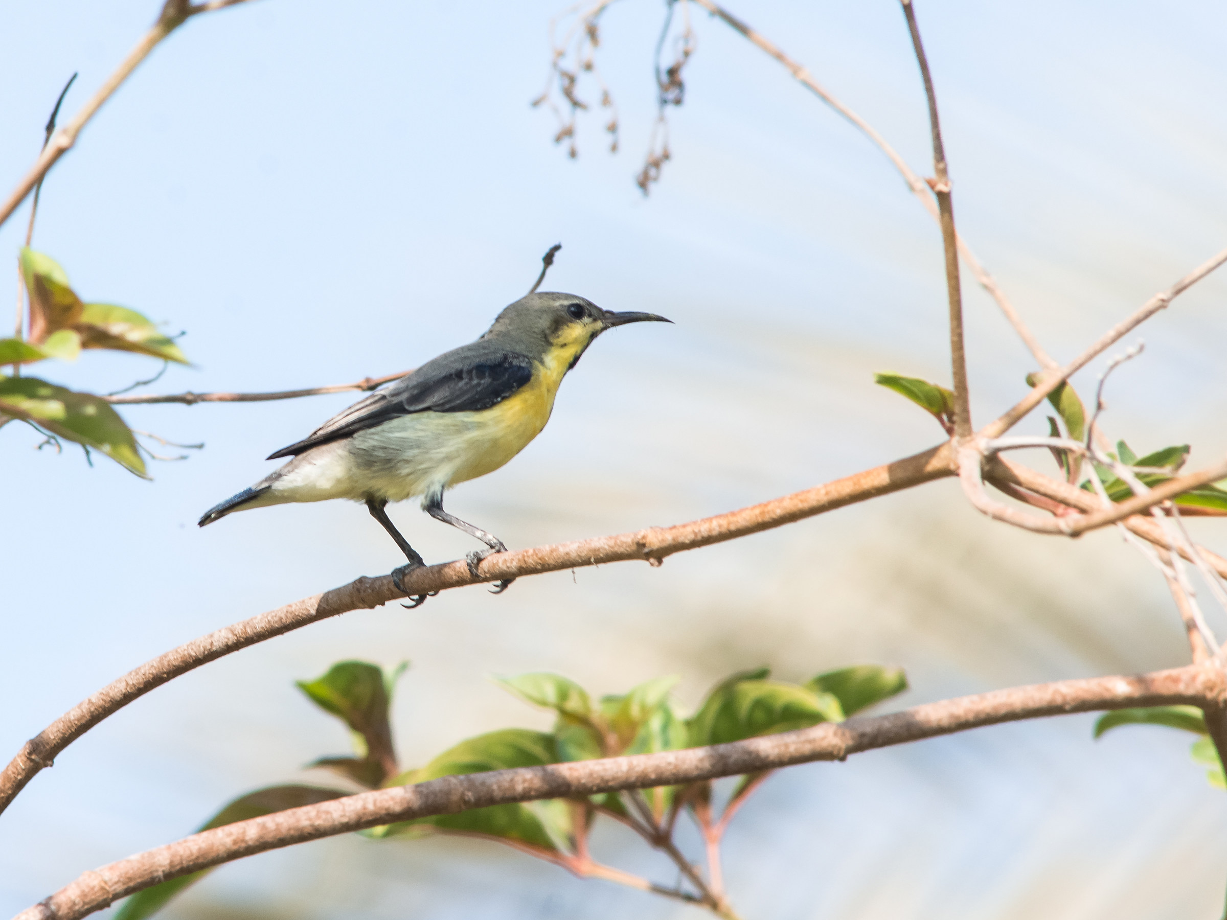 I think it's a nectarine