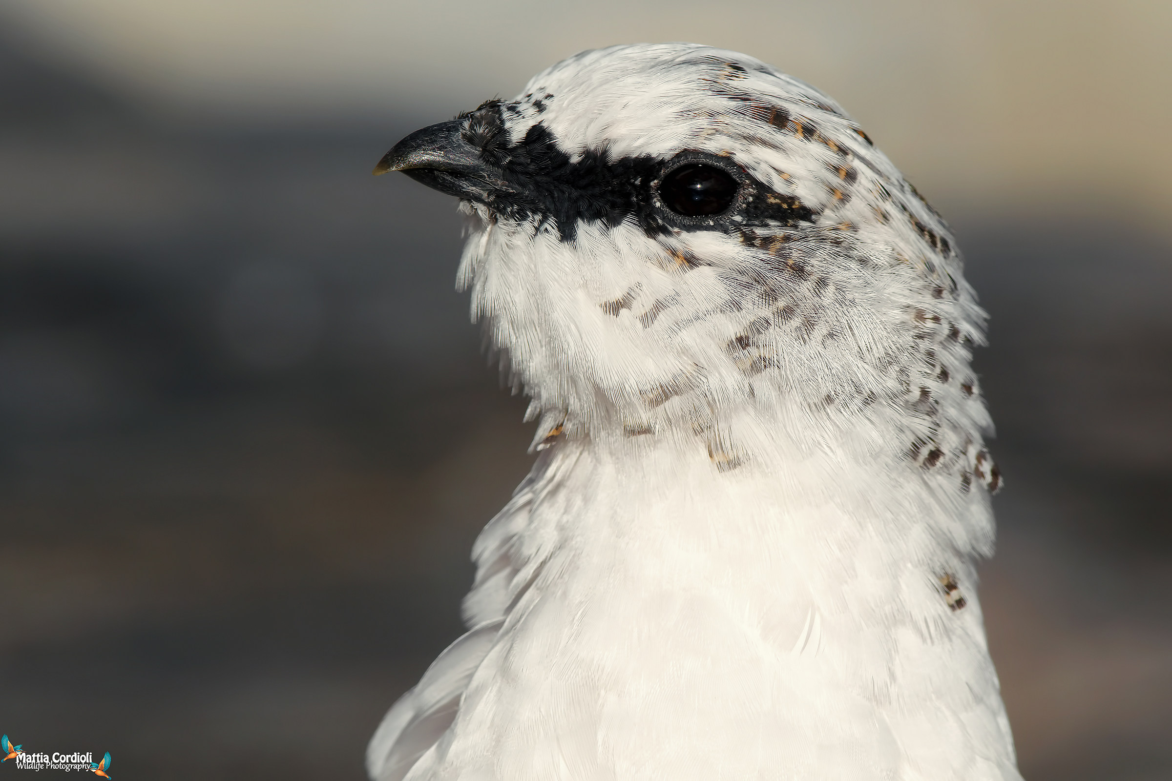 Portrait to the white...