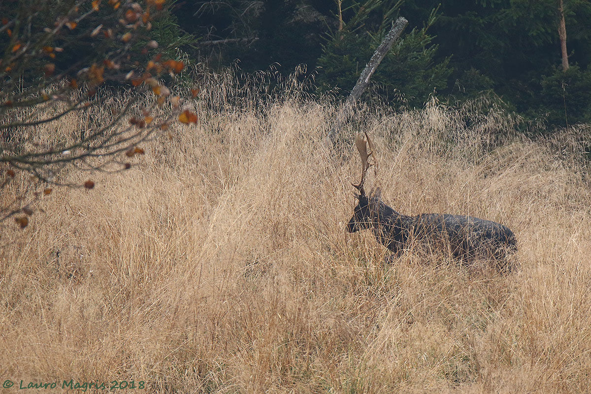 Nel mare di sterpaglie