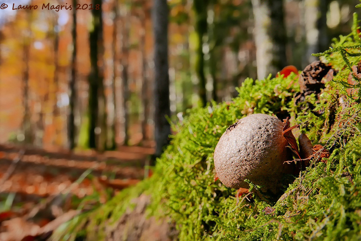 Kiss of Lady for Gnomes