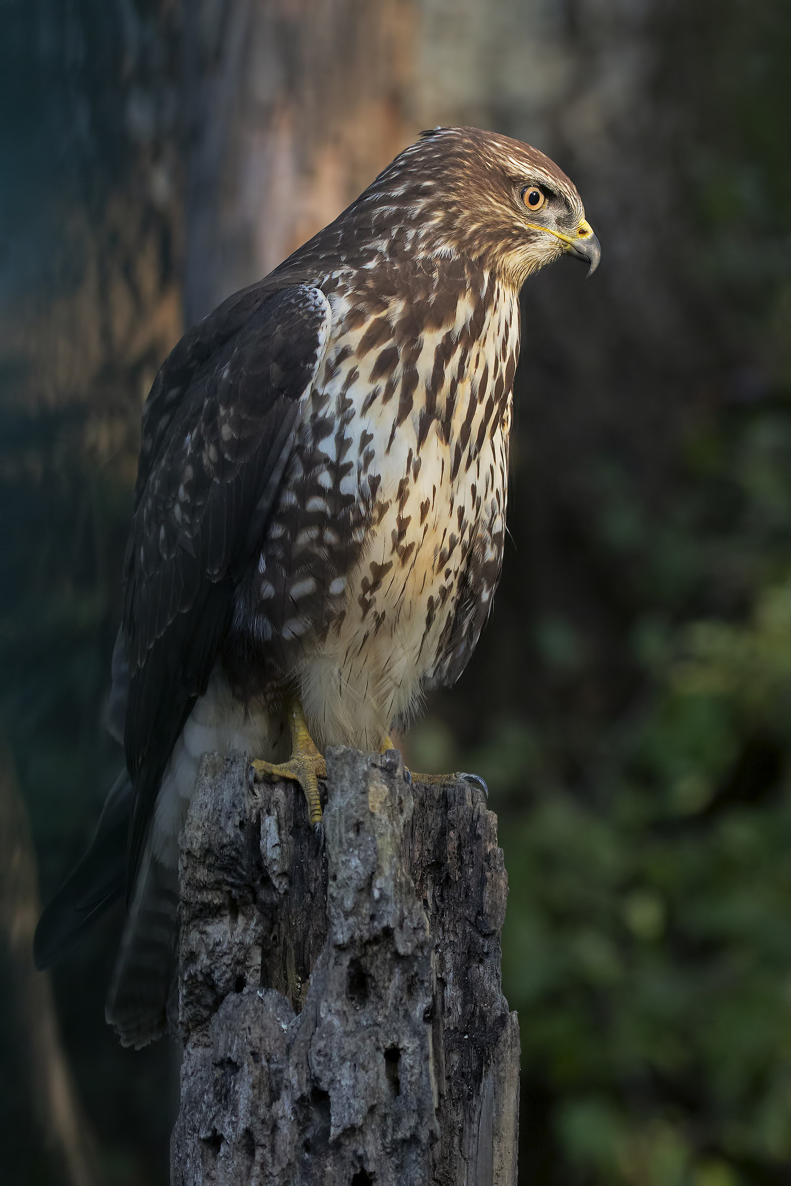 The Queen of the Woods