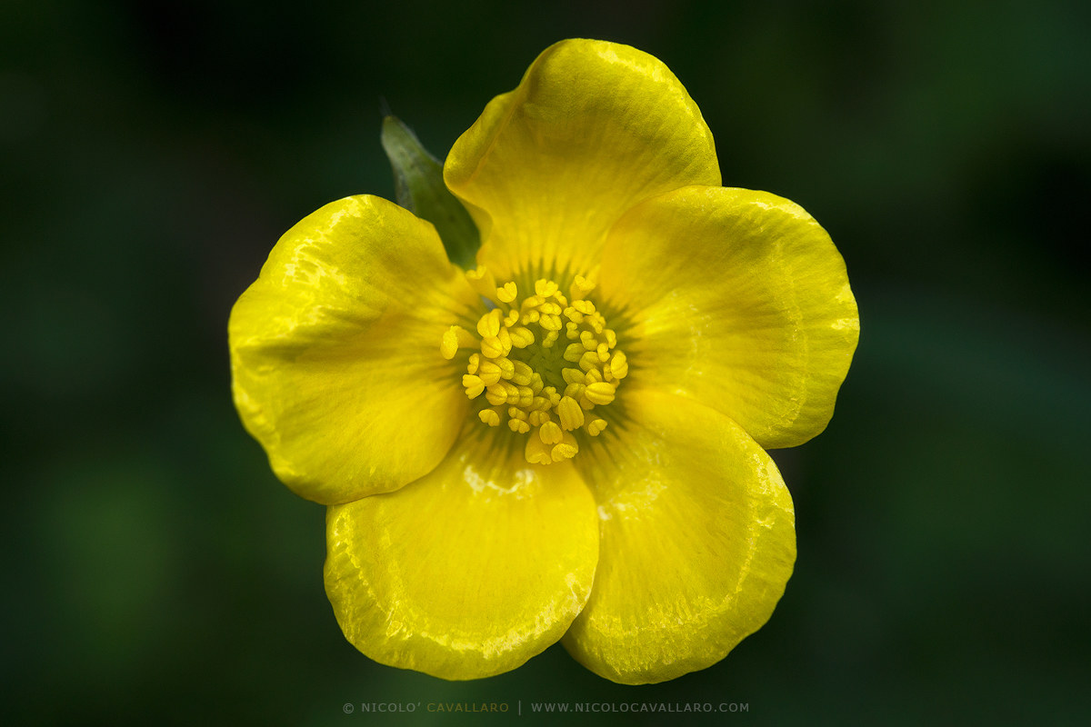 Piccoli gioielli del sottobosco