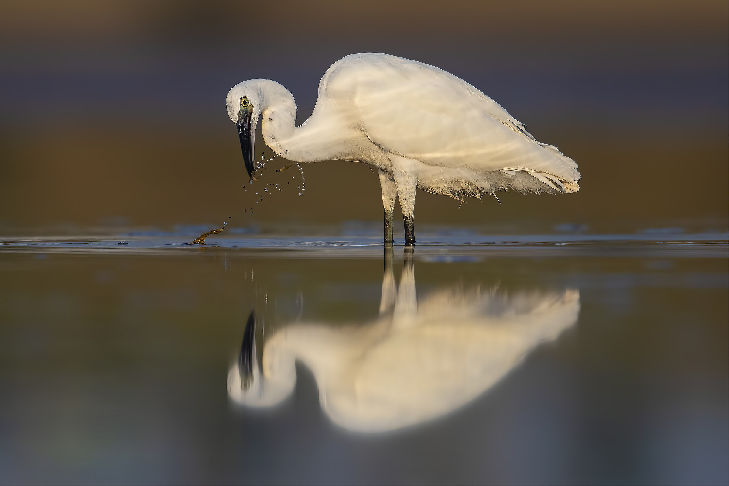 Egret