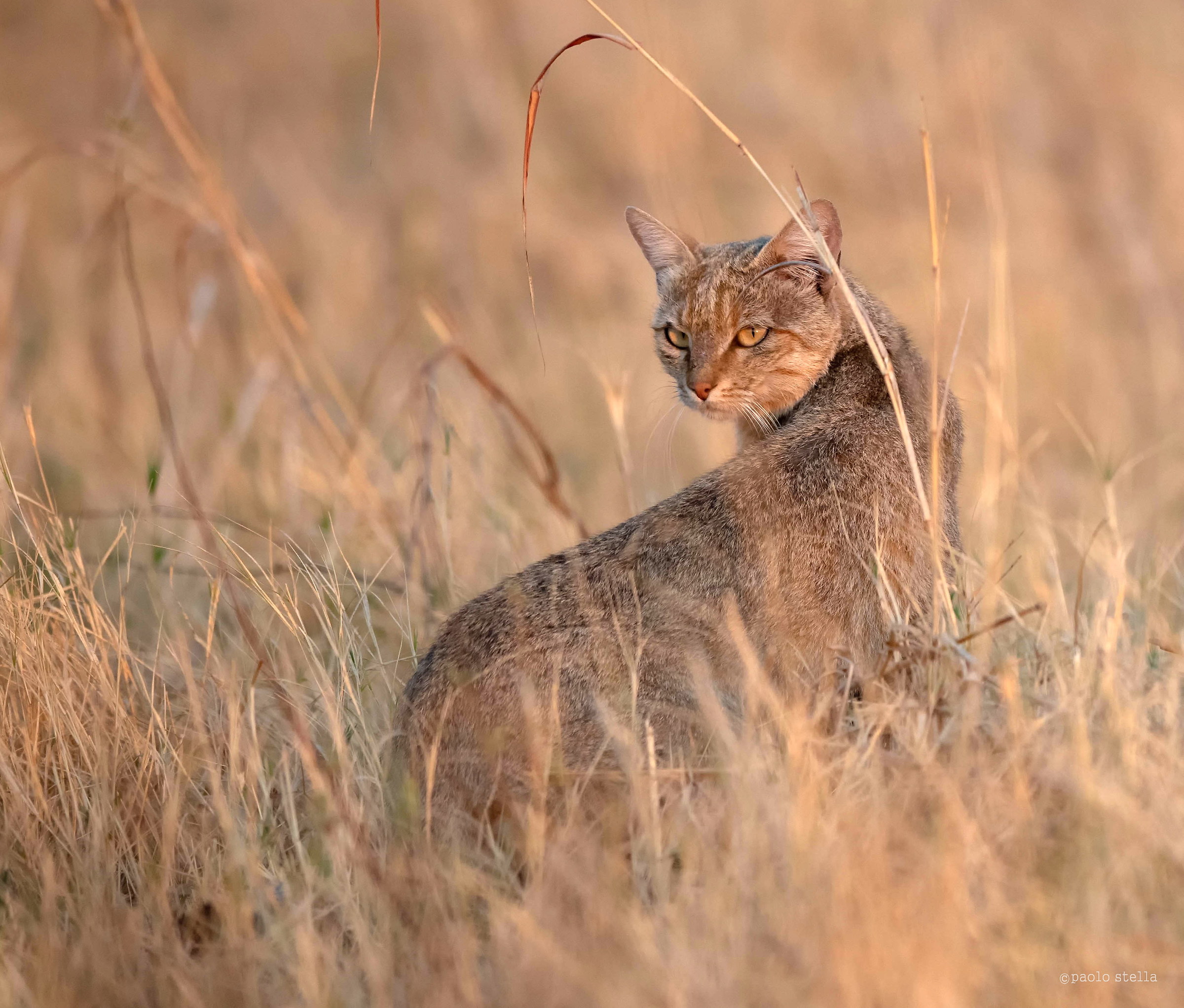 African Wildcat