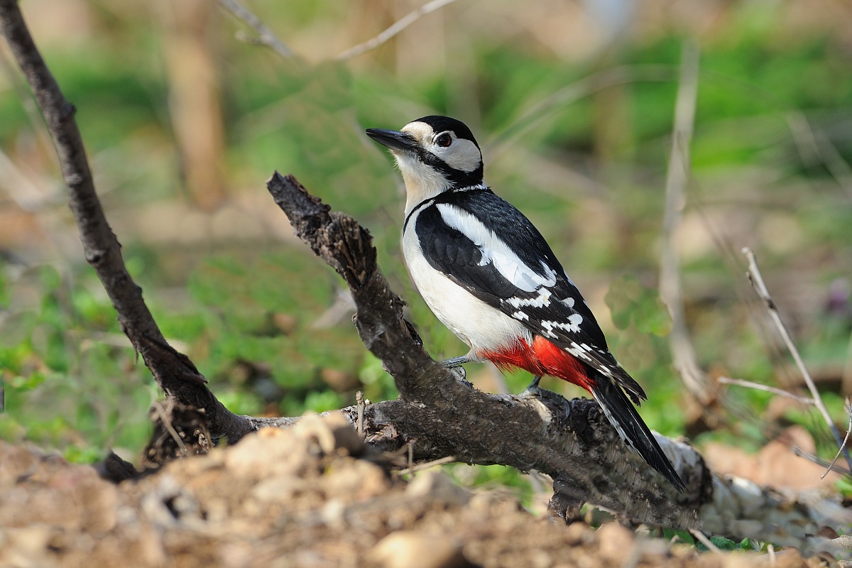 Woodpecker f.