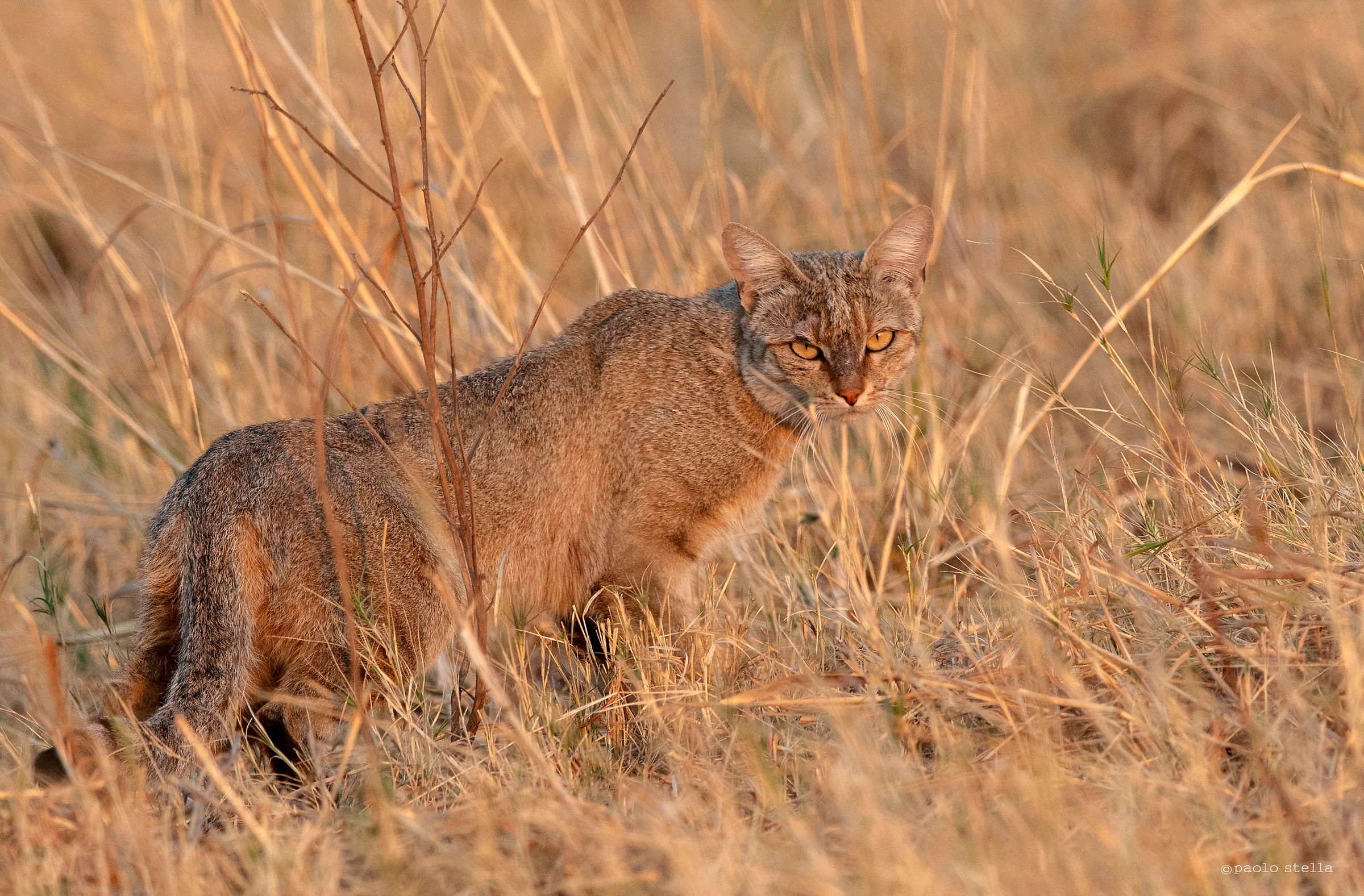 African Wildcat