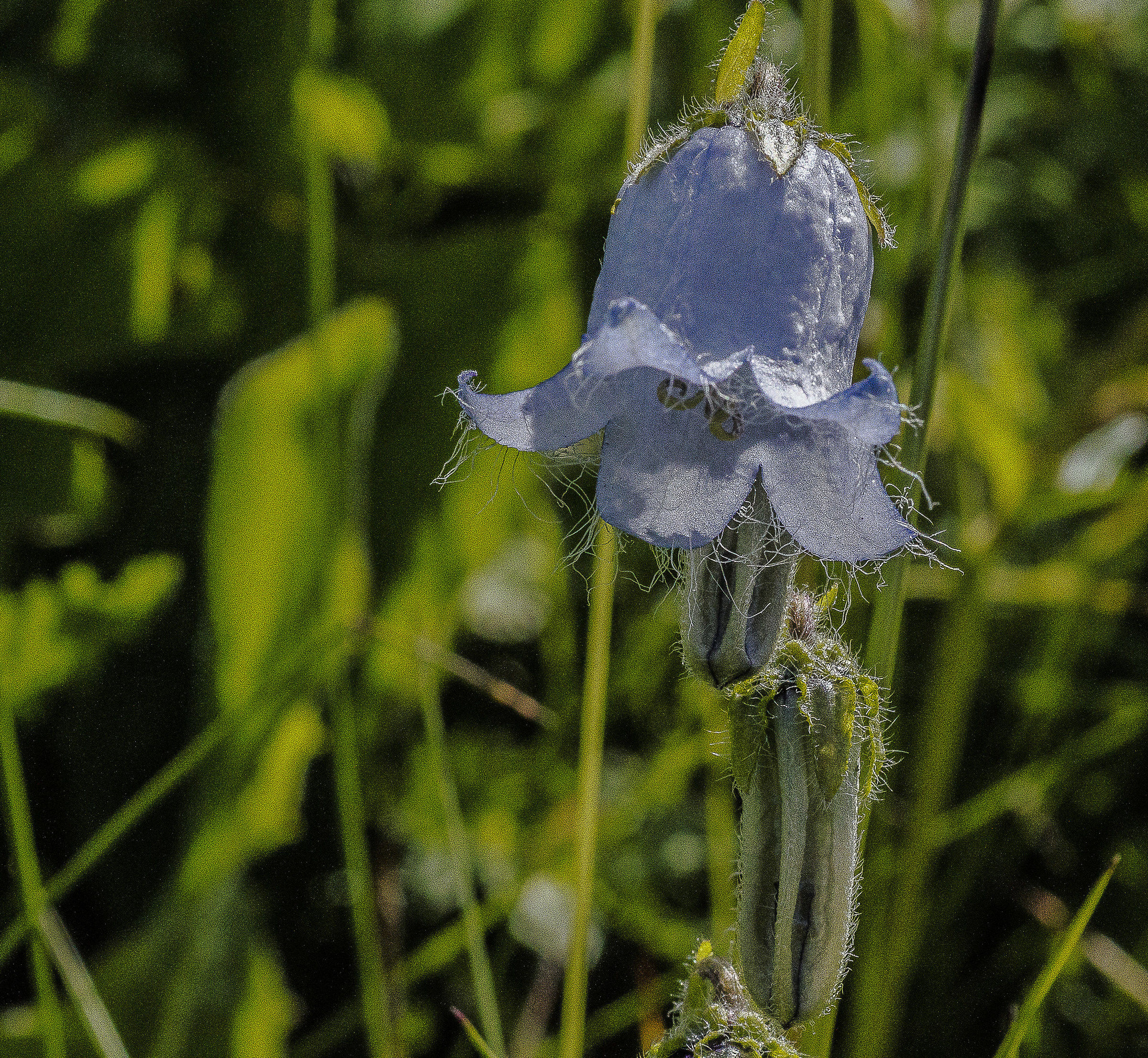 i miracoli della natura