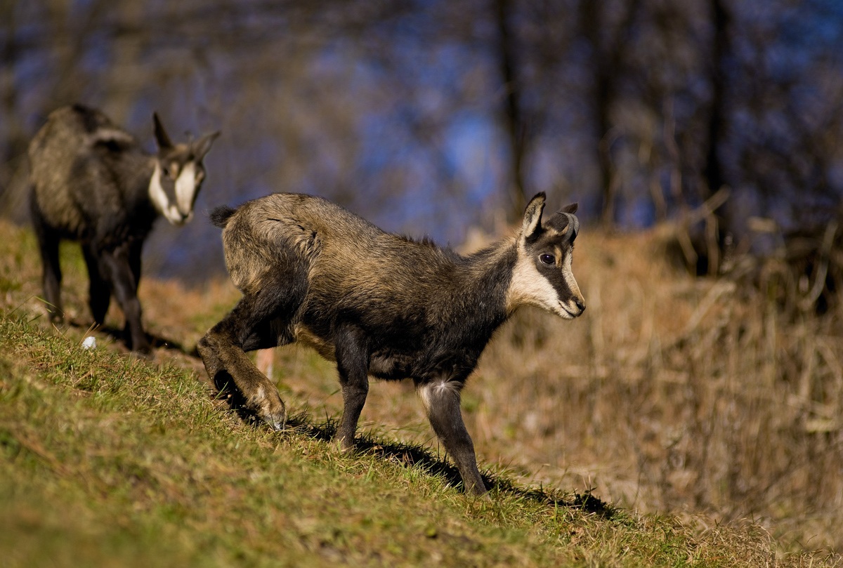 chamois
