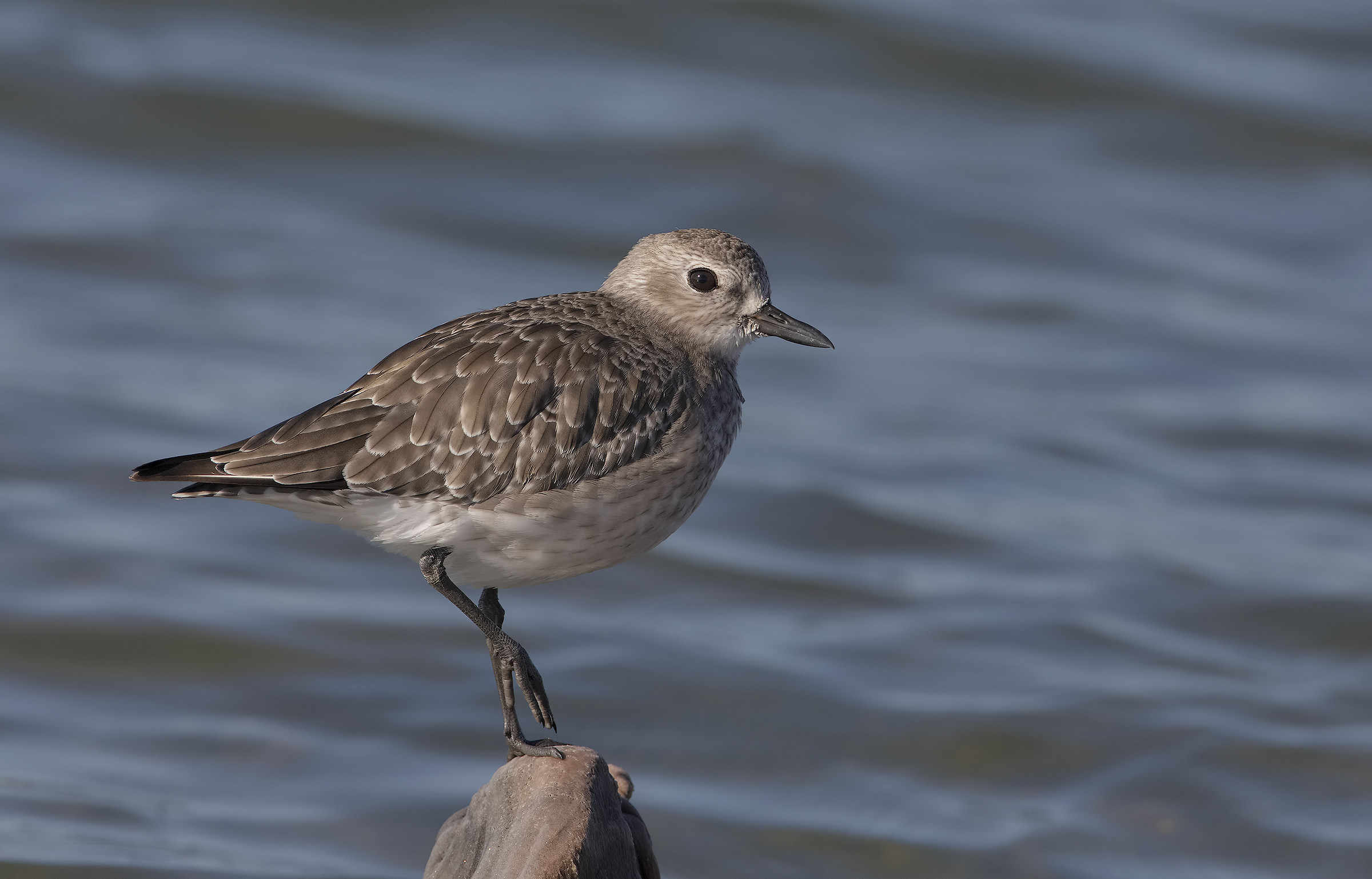 pivieressa (pluvialis squatarola)