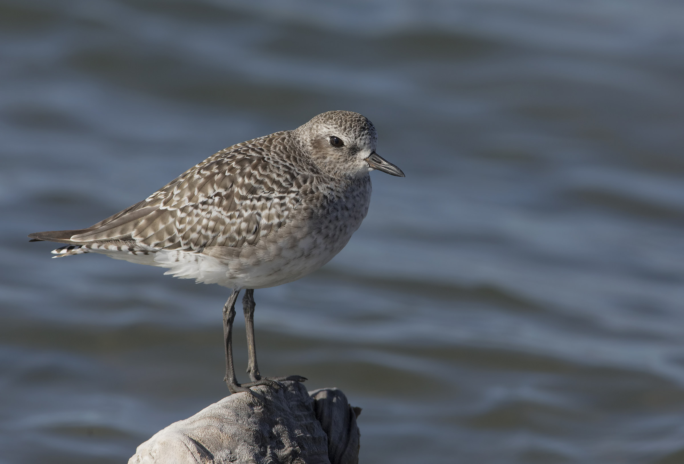 pivieressa (pluvialis squatarola)