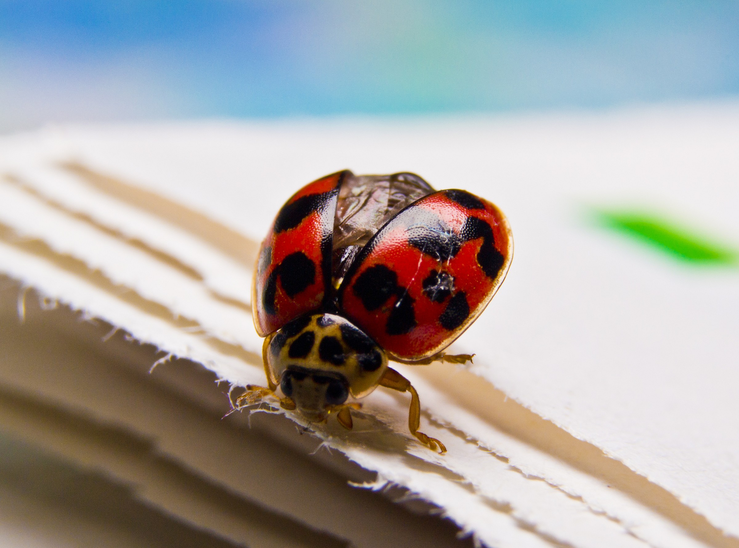 Ladybug