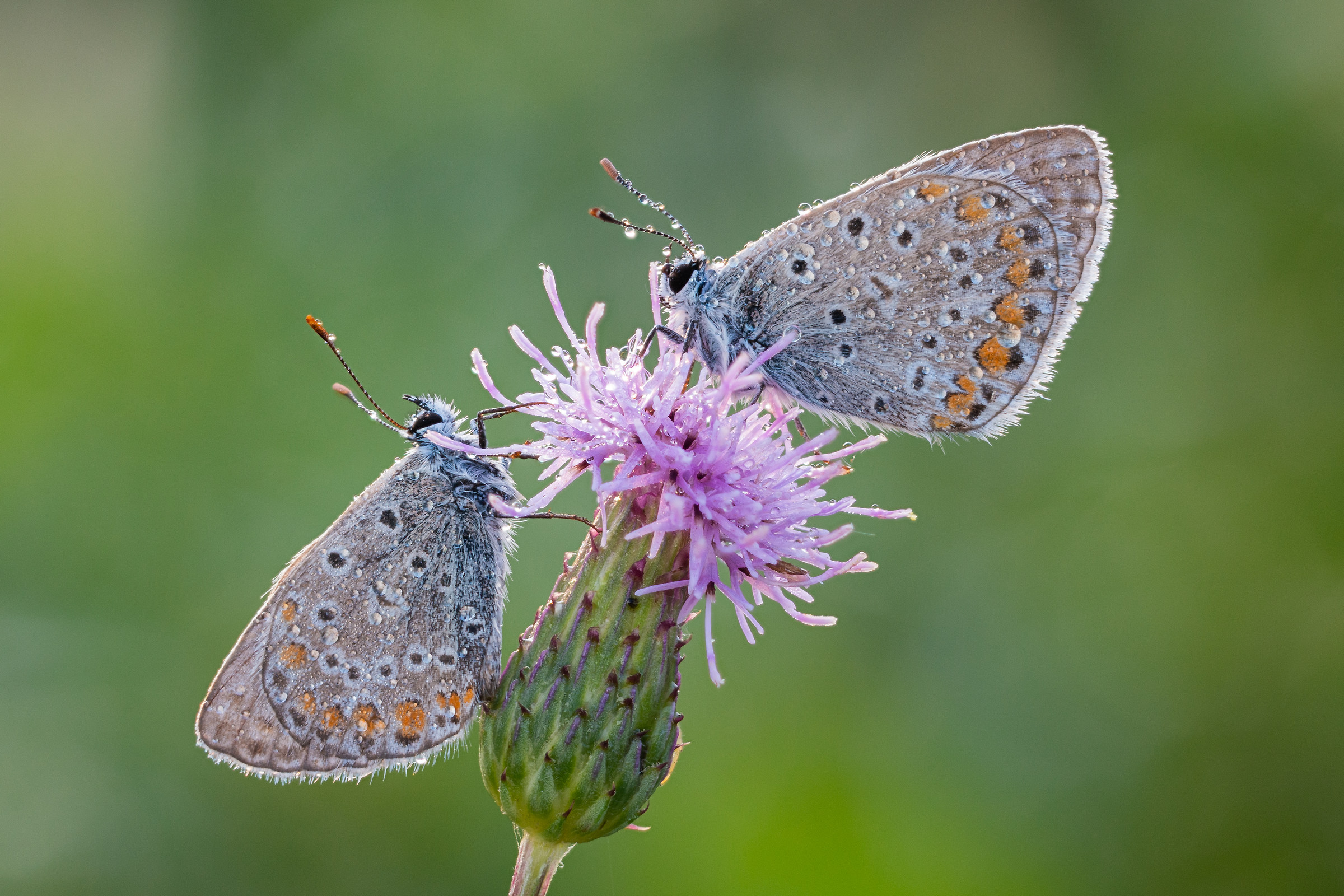Polyommatus icarus - 2
