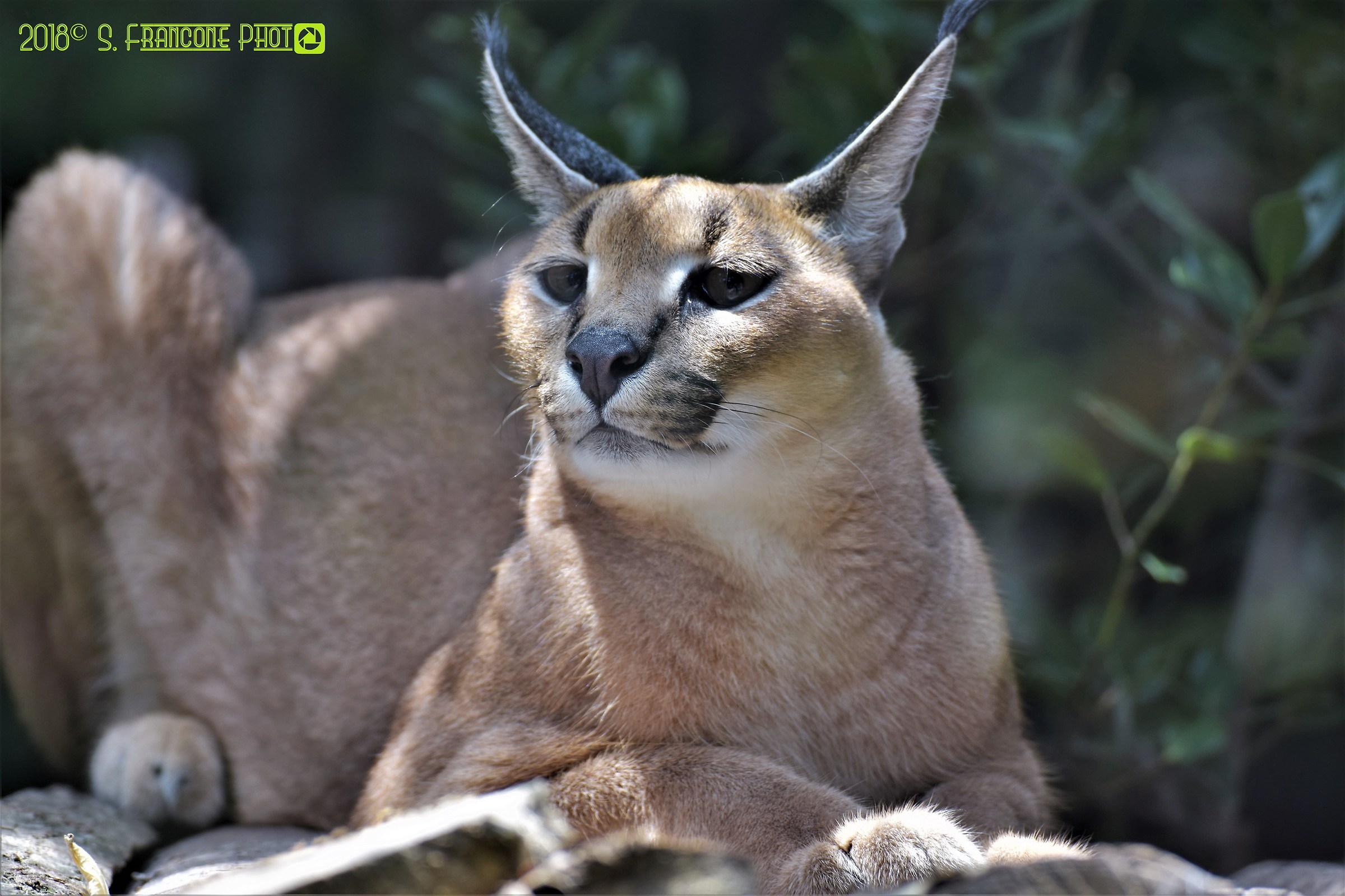Caracal