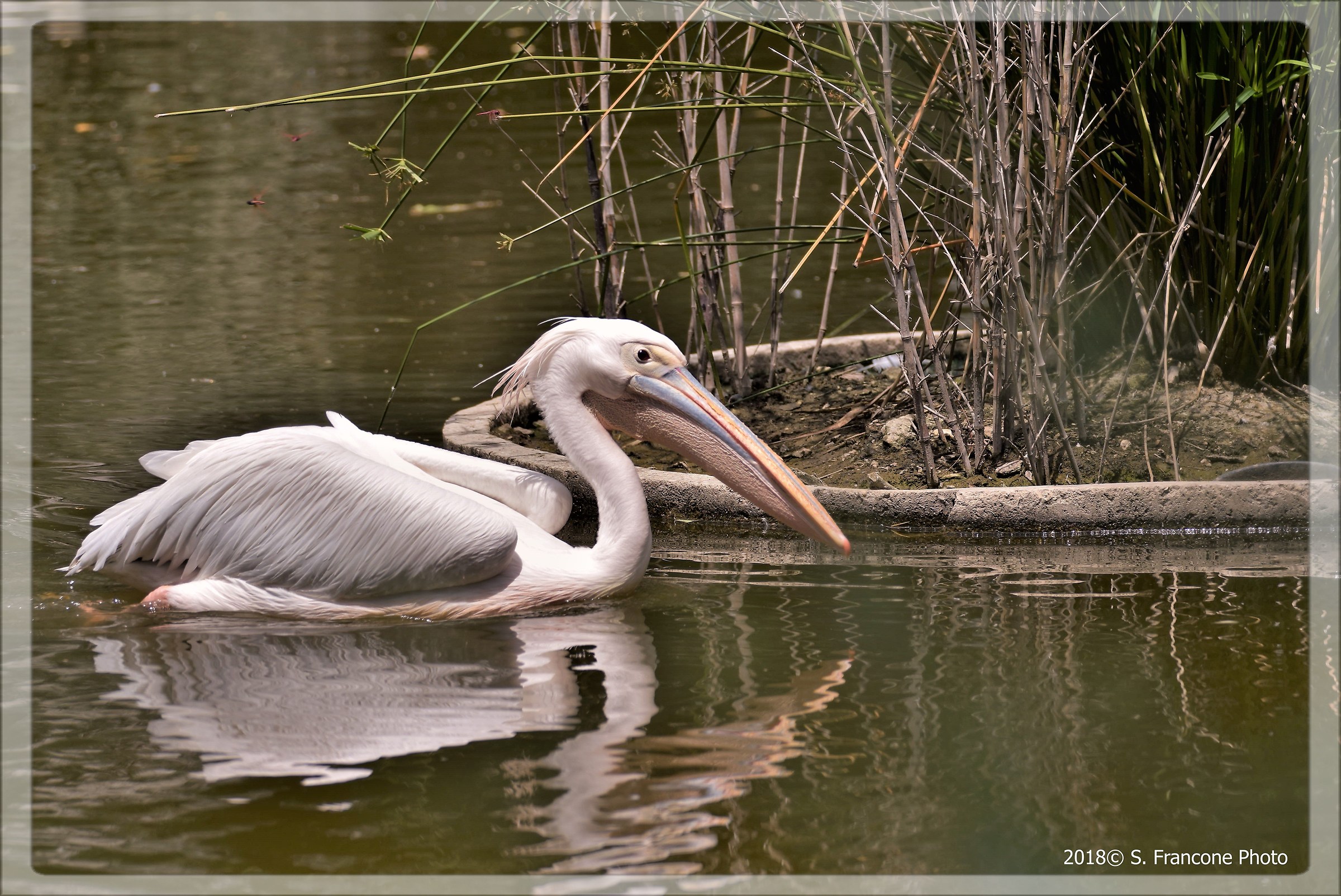 Pellicano in acqua