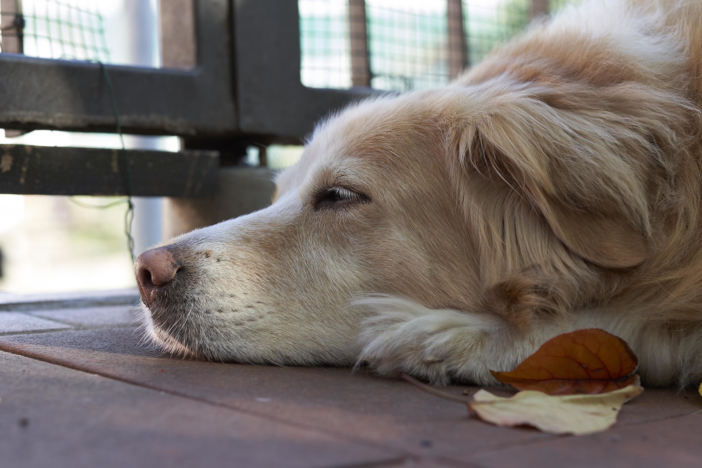 Cleo, gli anni passano.......