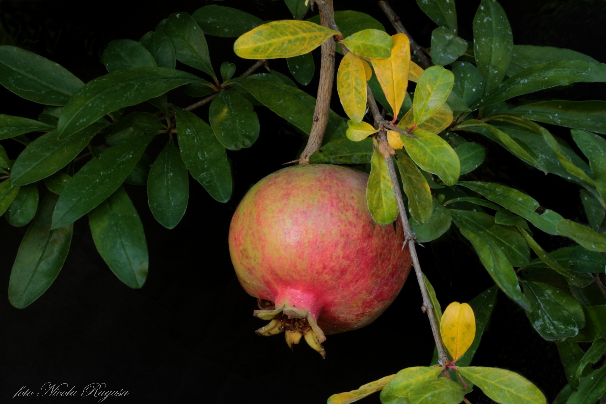 Fruit of pomegranate or pomegranite
