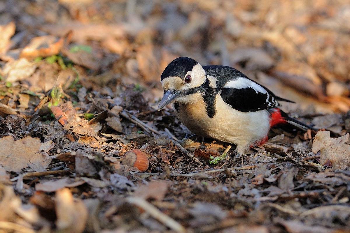The woodpecker and Hazel