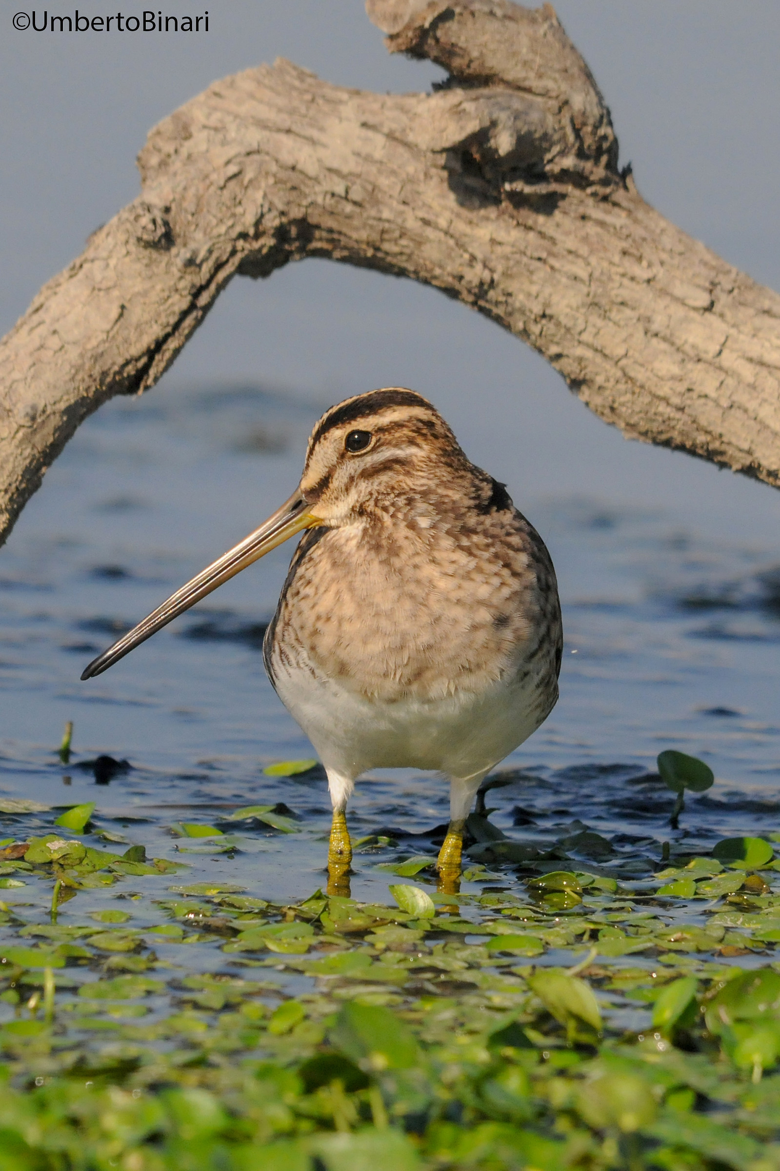 Beccaccino (Gallinago gallinago), Common Snipe
