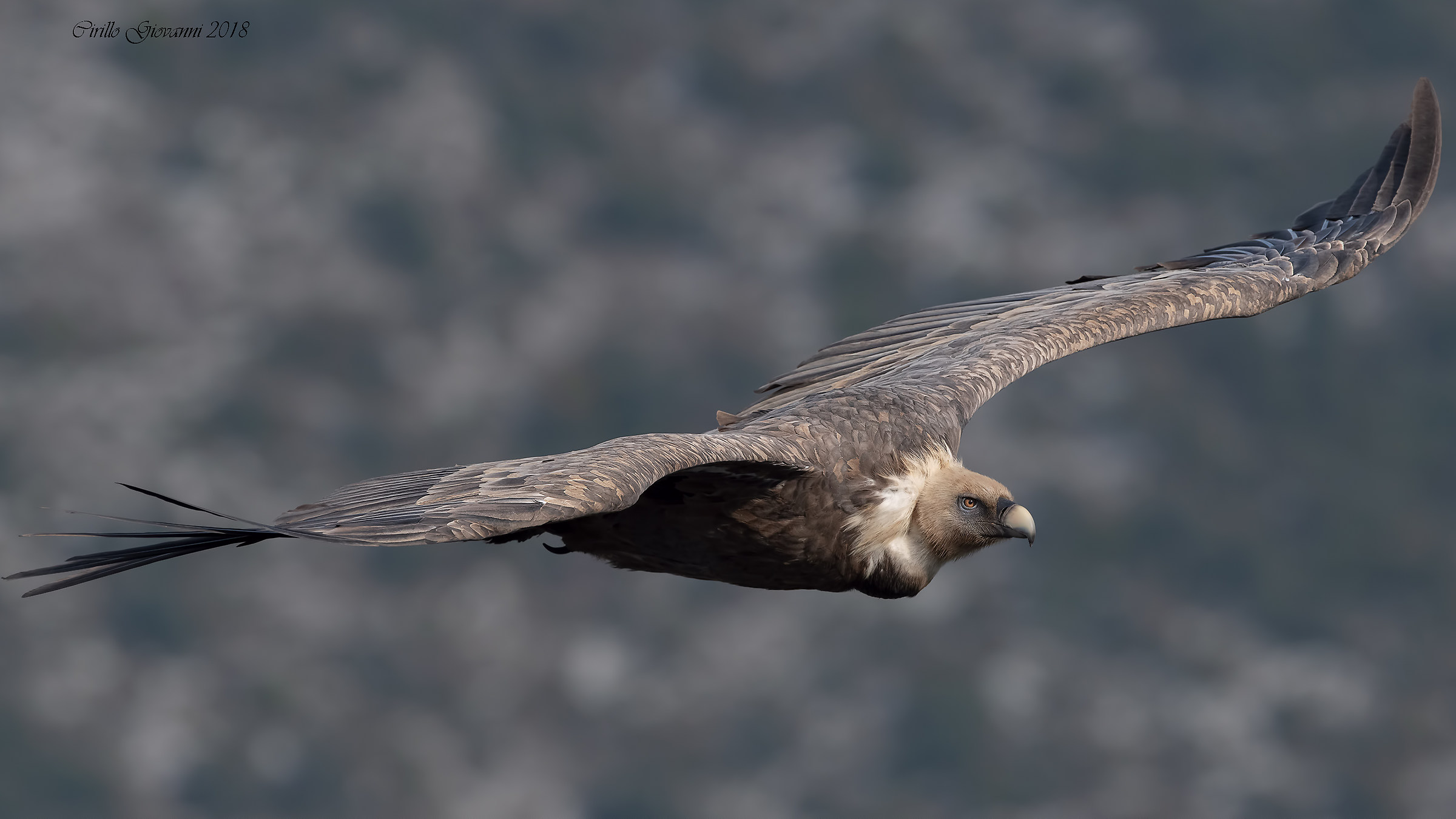 The Gryphon in its classic flight
