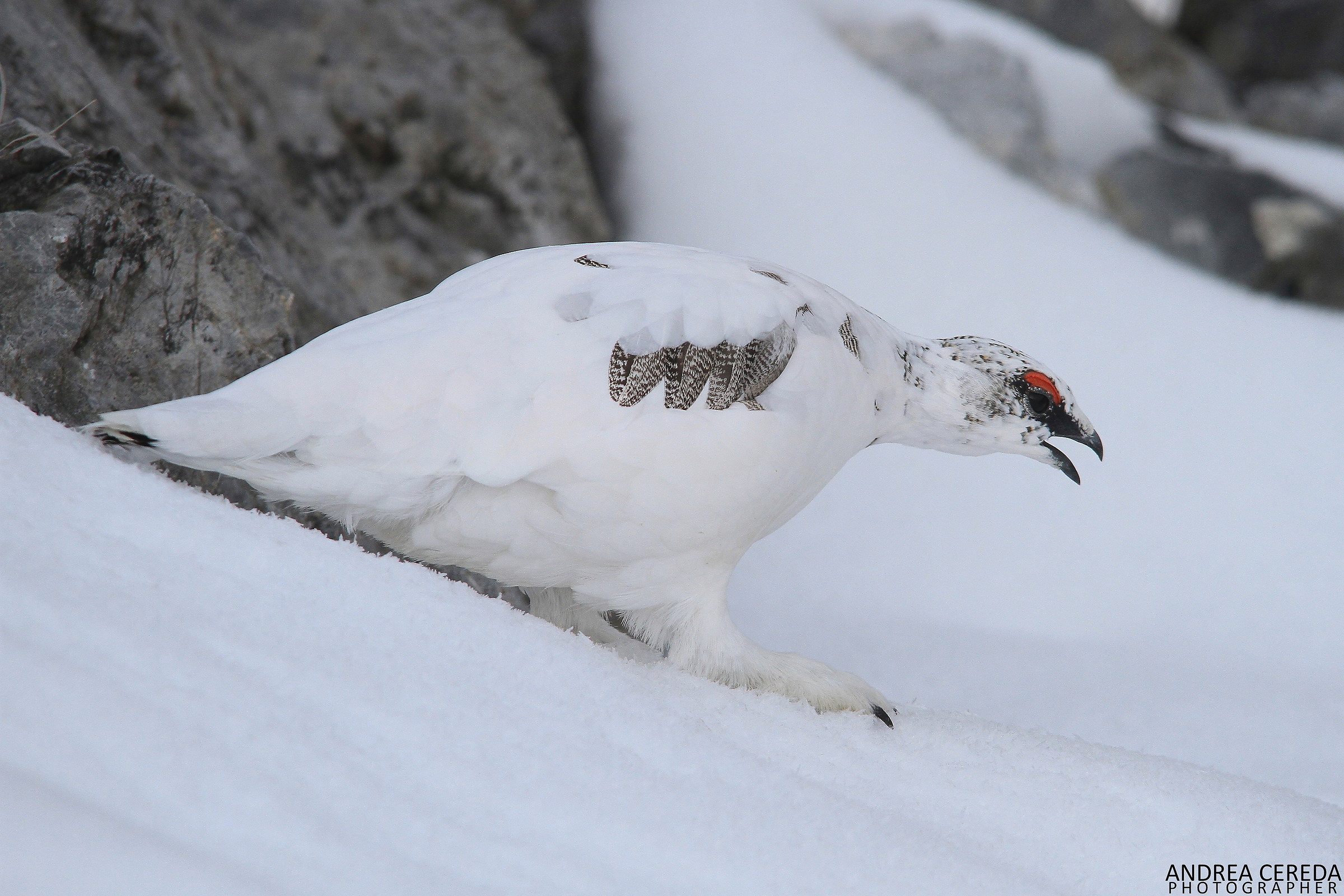 Lagopus muta ssp helvetica - Pernice bianca